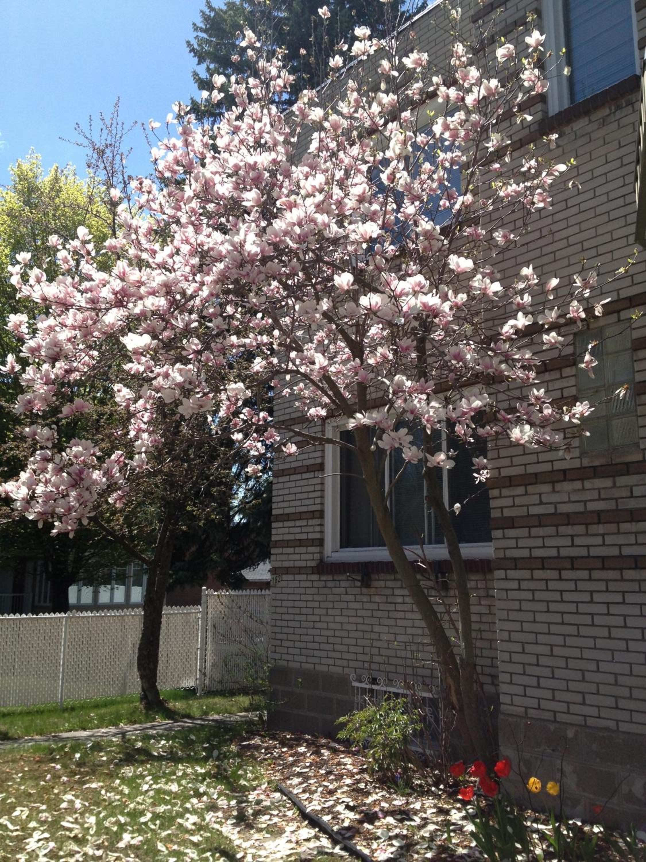 Magnolia B&B
