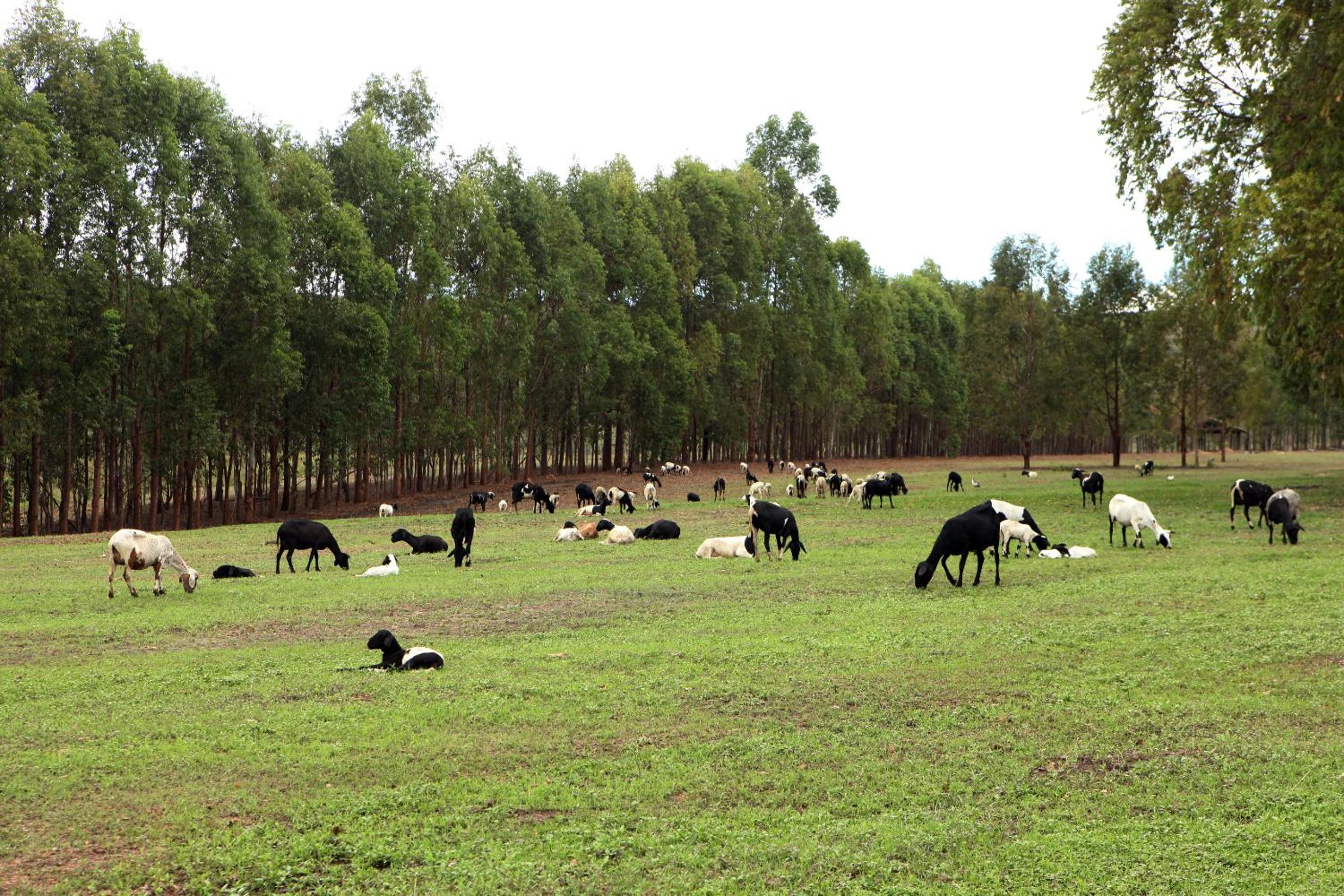 Estancia Jacy