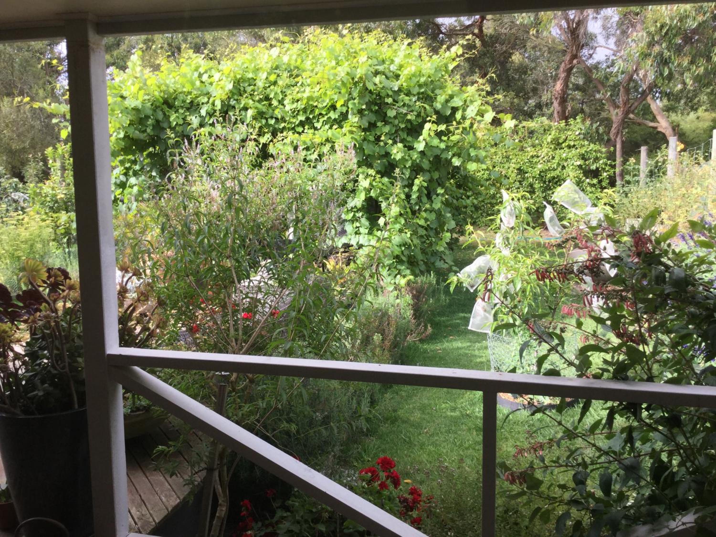 Olivi