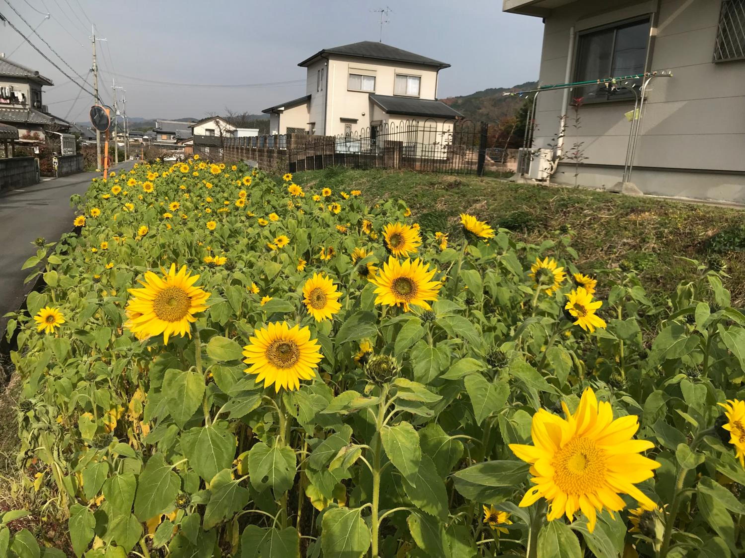 Yamanobenomichi teku teku view 4