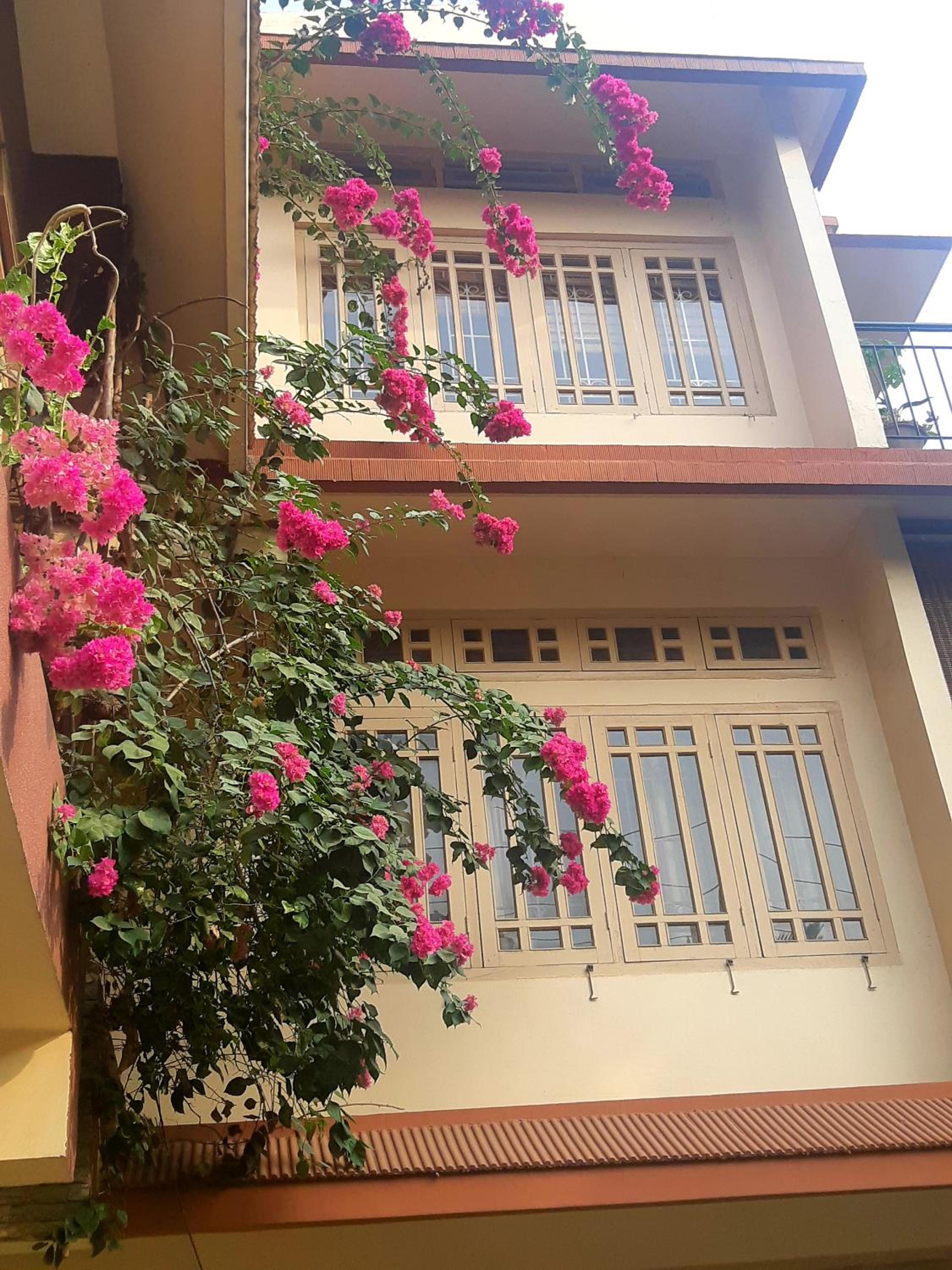 Bougainvillea view 4