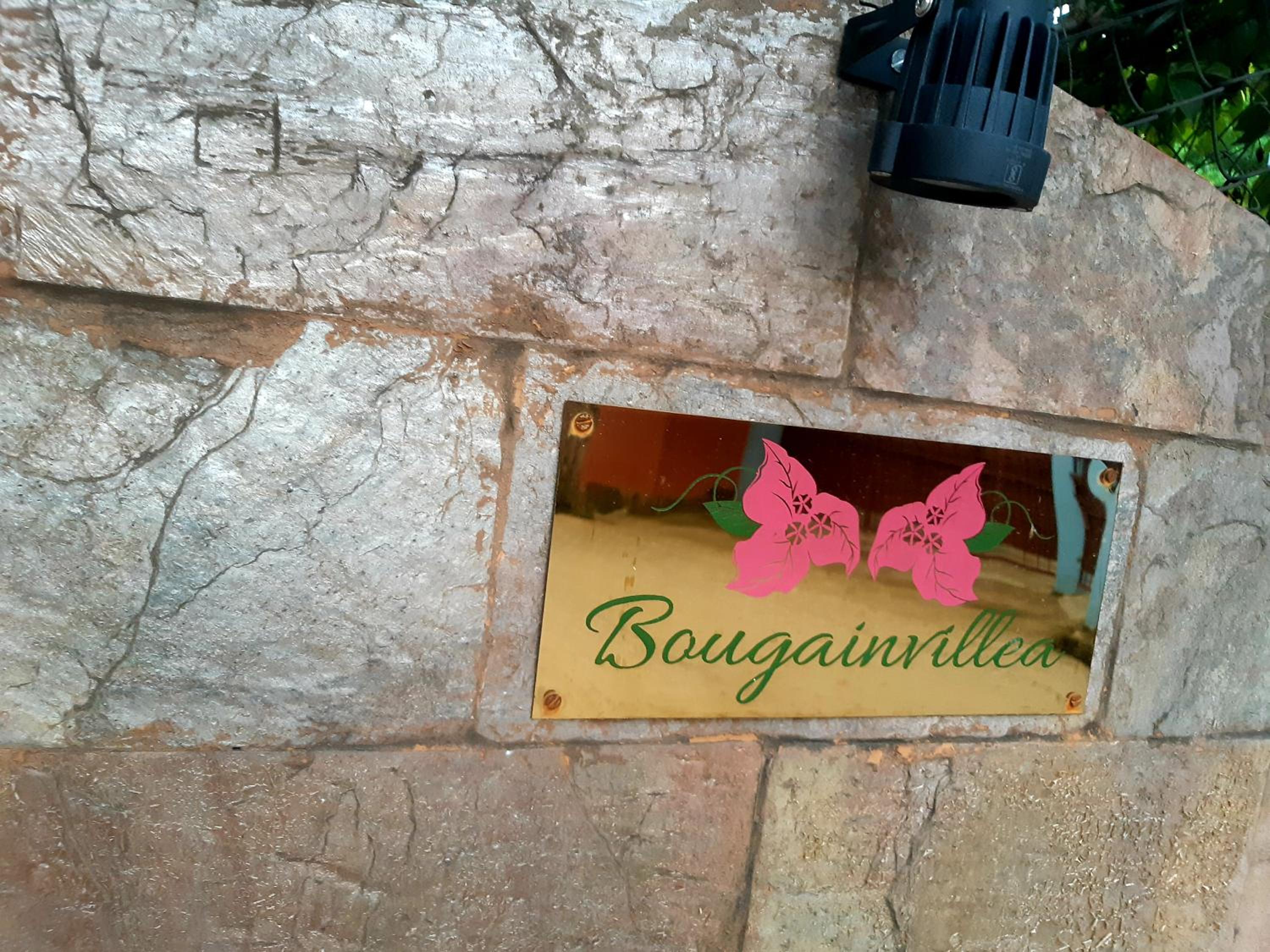 Bougainvillea view 3