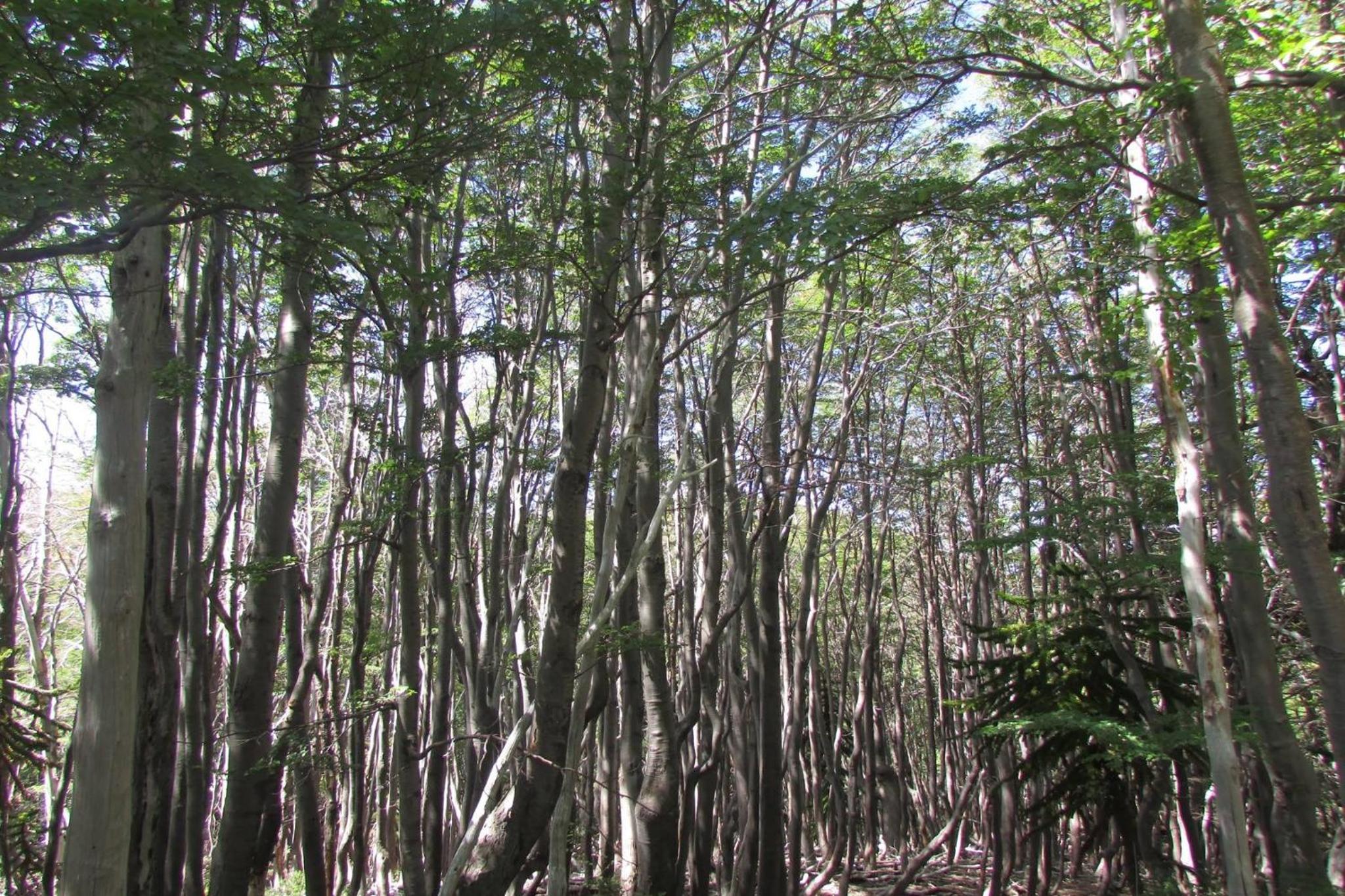 Cabaña en Coñaripe Sector Termas Geométricas 