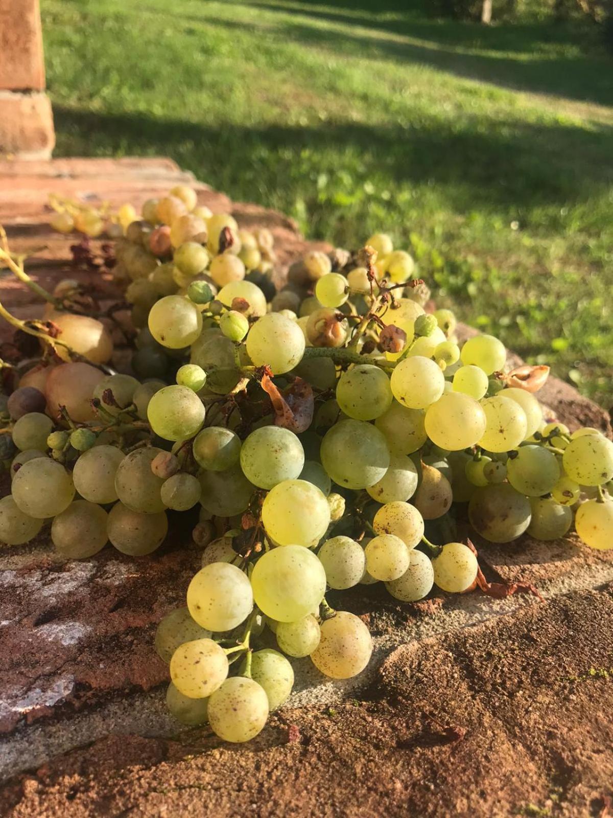 Agriturismo Terre Bianche