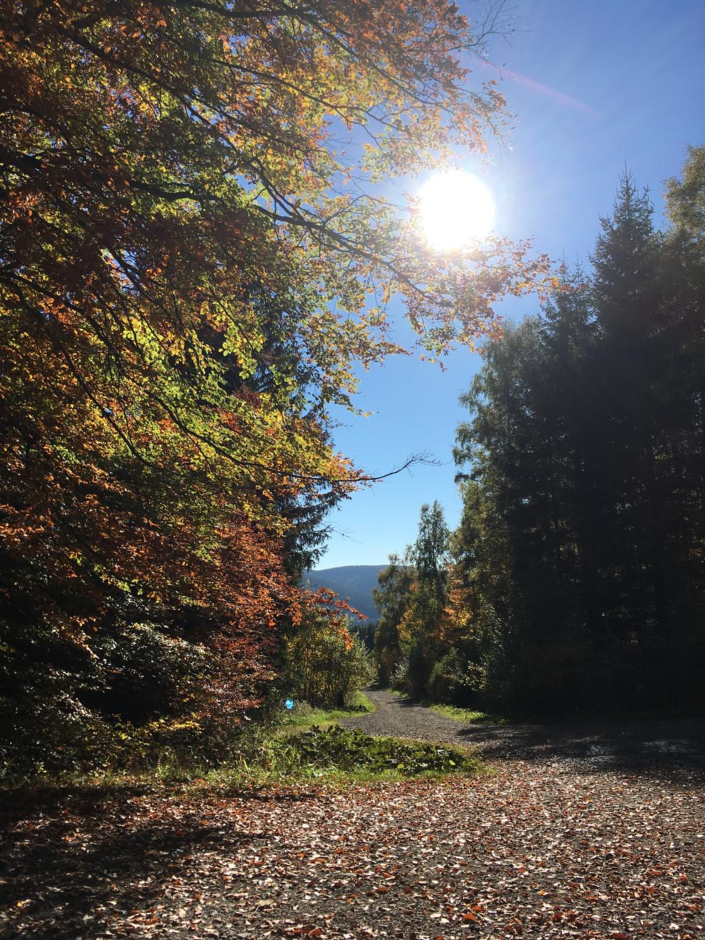 Pension Haus Waldfrieden, MeineCardPlus inklusive