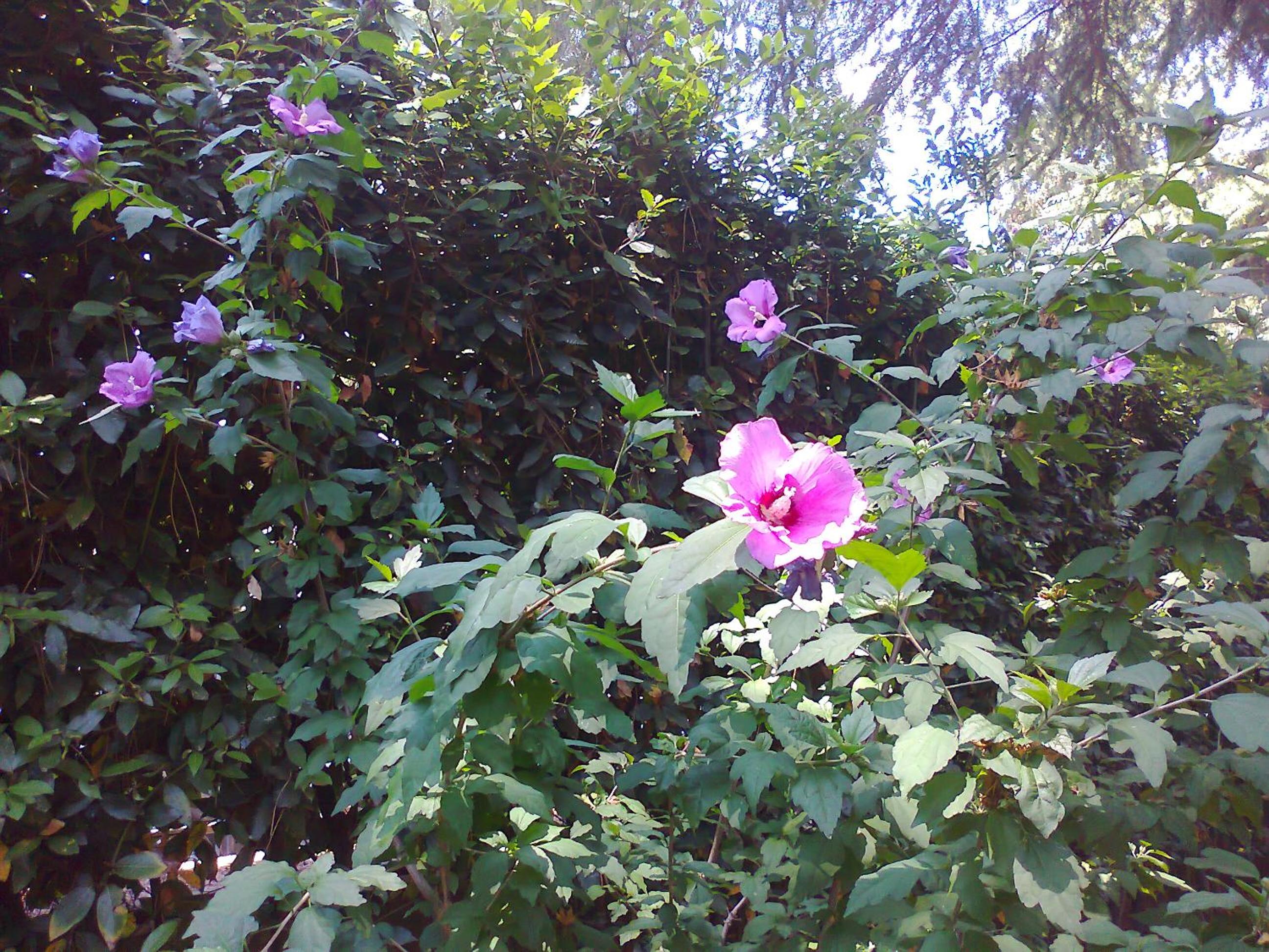 B&B Appia Felis