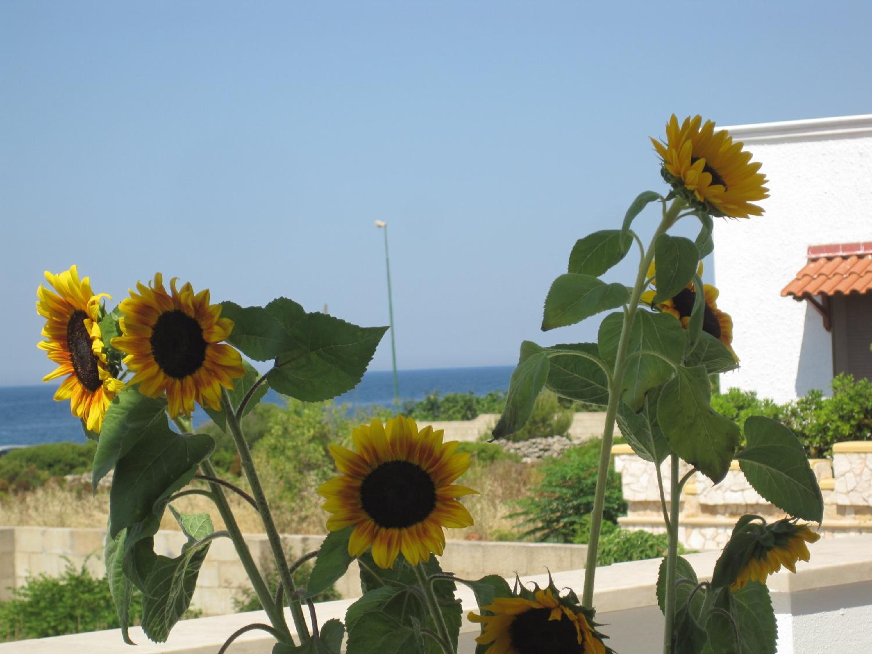 La Maison Blue a 100 mt dal mare - holiday2pet,com -