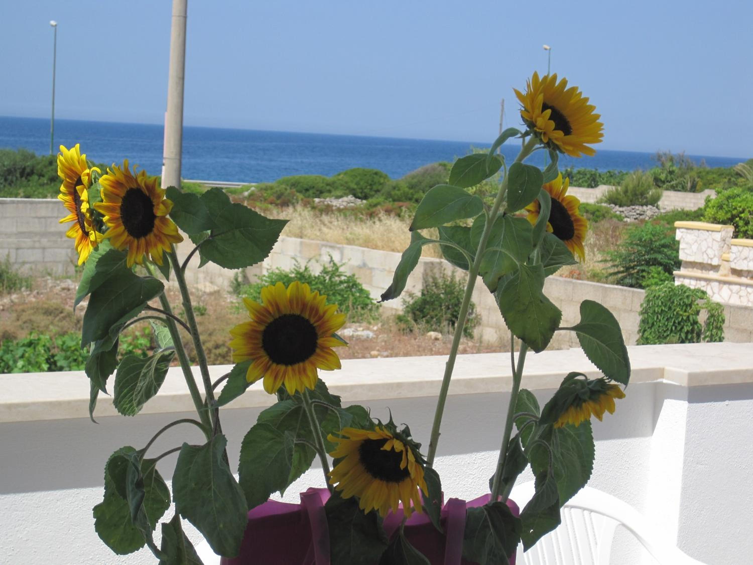 La Maison Blue a 100 mt dal mare - holiday2pet,com -
