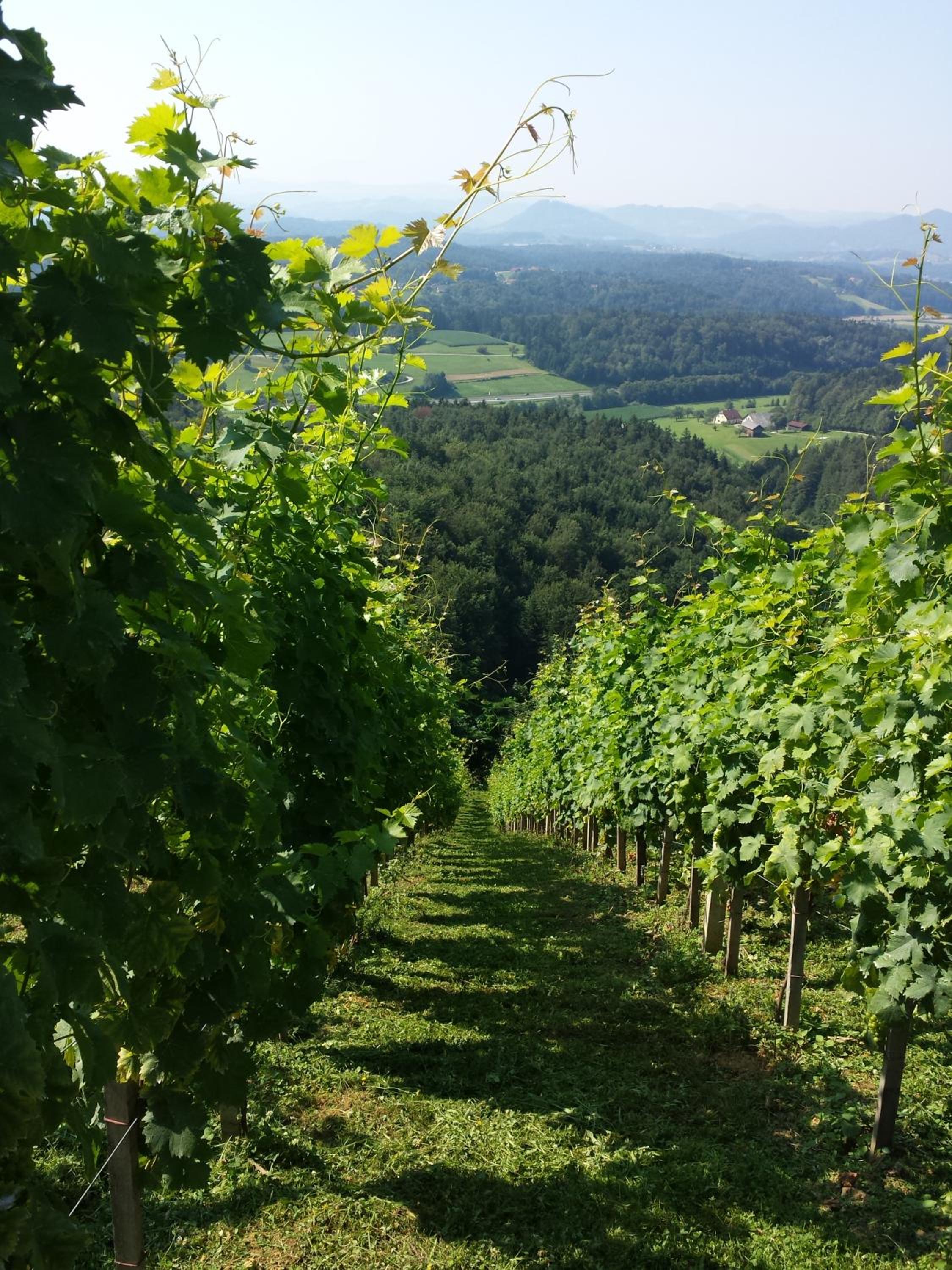 Vineyard Paradise Senica