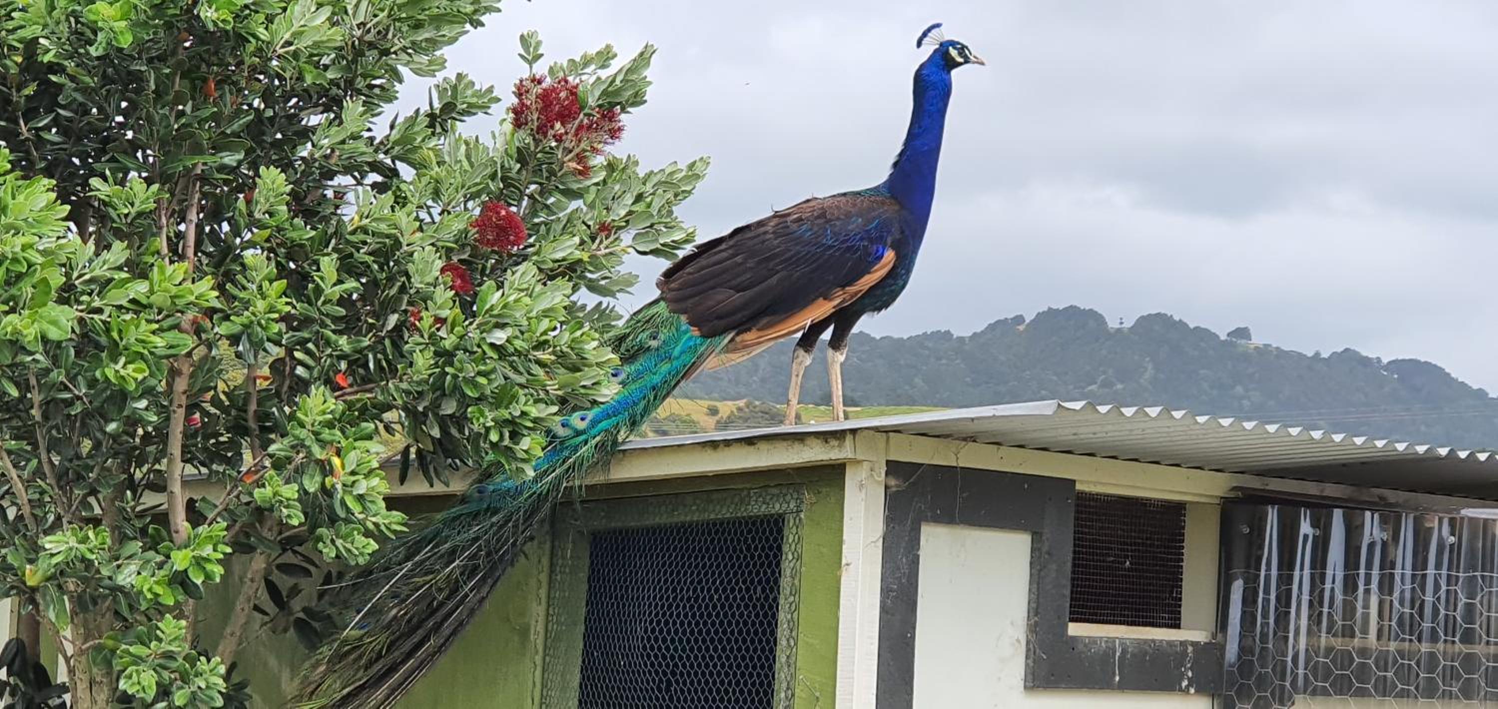 Peacock Lodge in Ngunguru