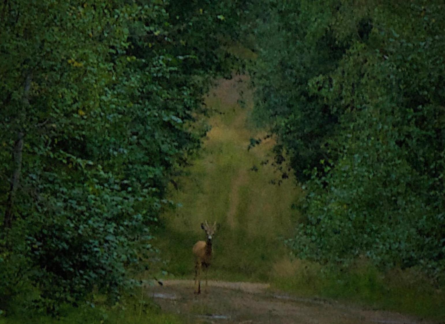 Photo 46