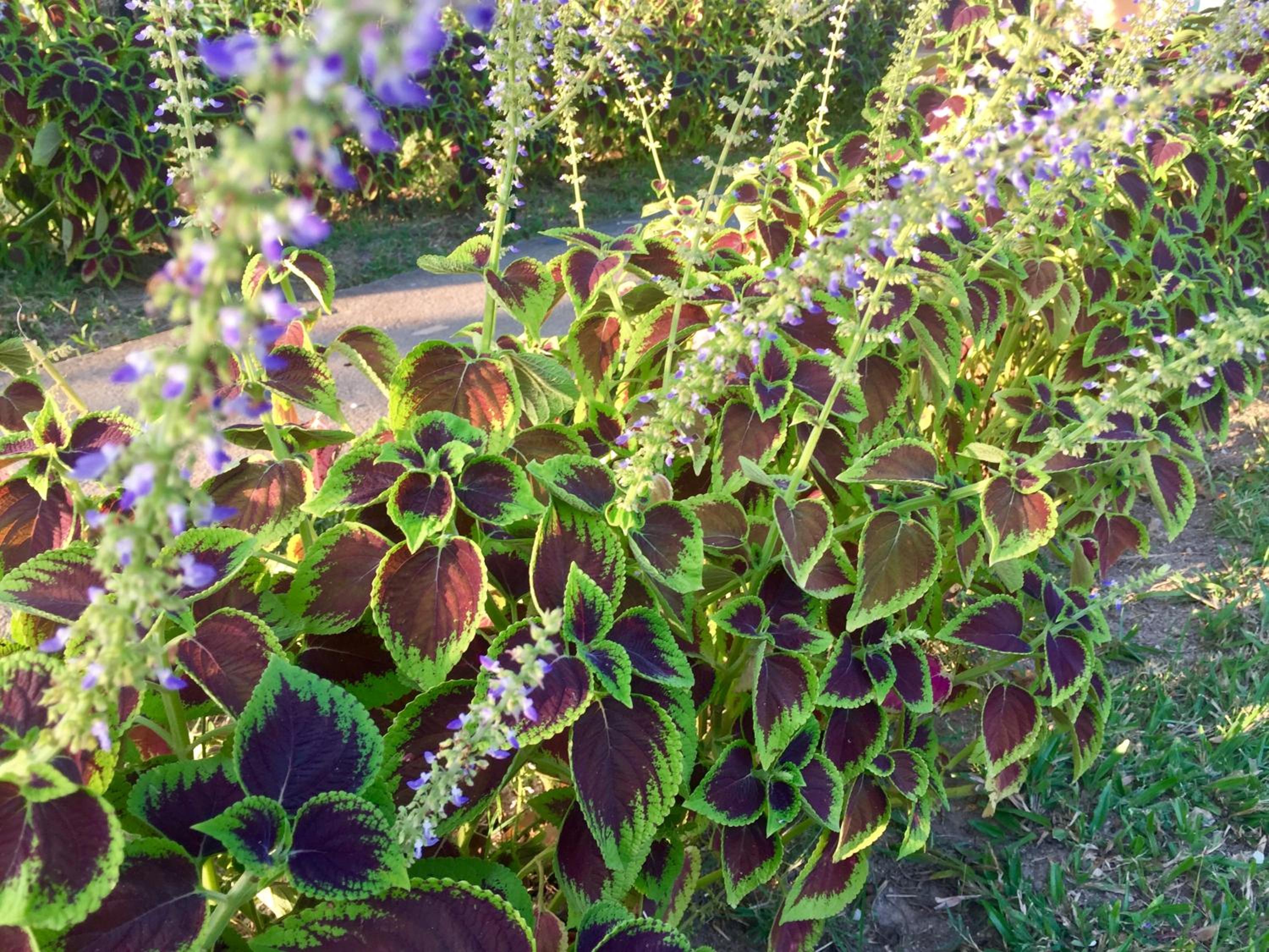 Kota Kinabalu Vacations - Soluna Guest House - Property Image 37