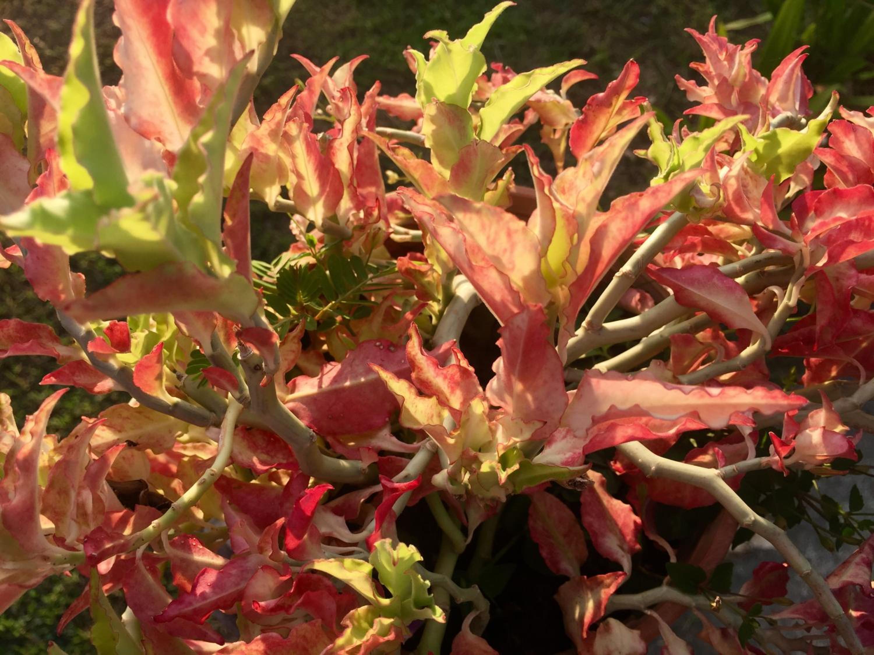 Kota Kinabalu Vacations - Soluna Guest House - Property Image 32