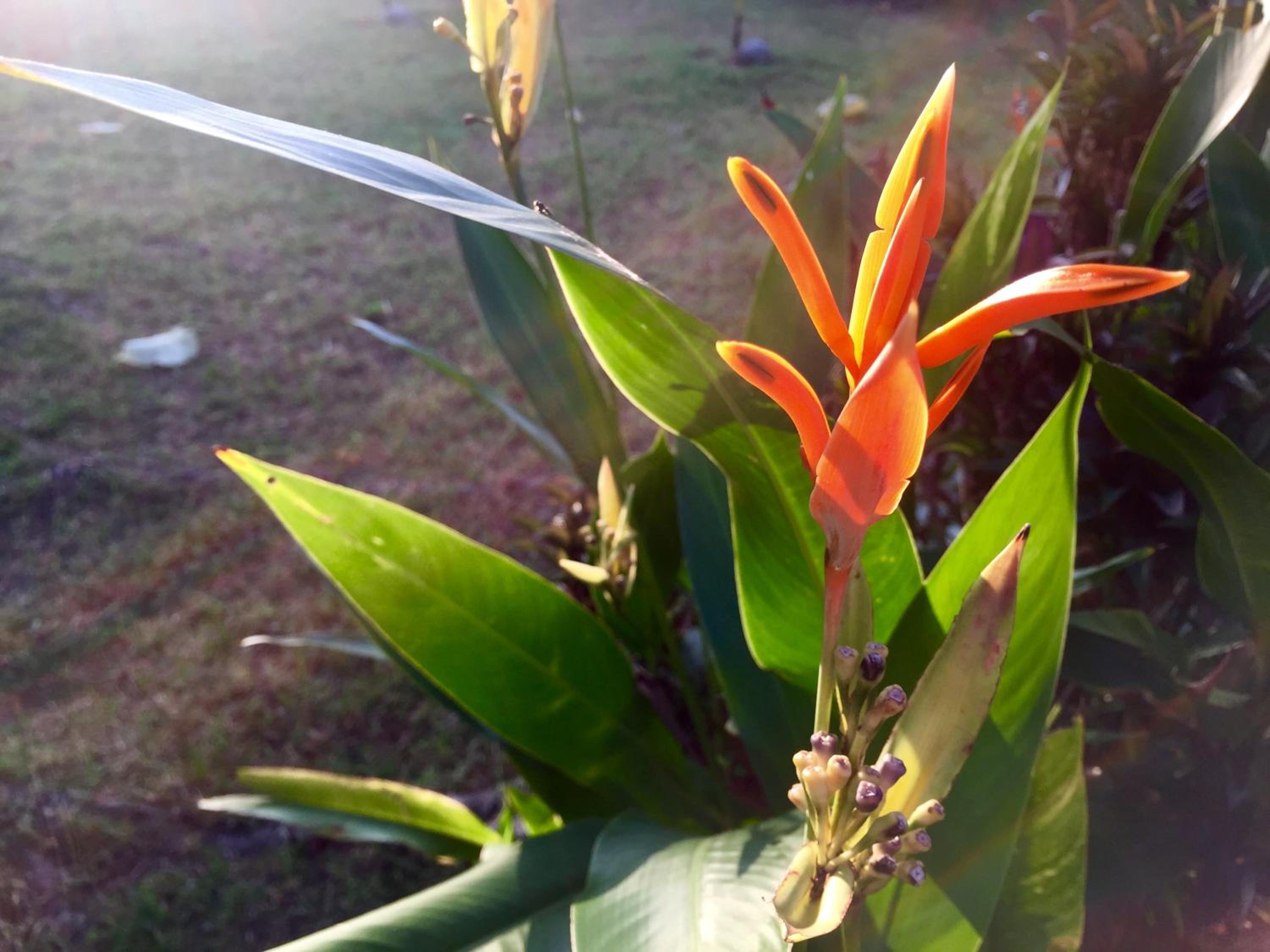 Kota Kinabalu Vacations - Soluna Guest House - Property Image 33