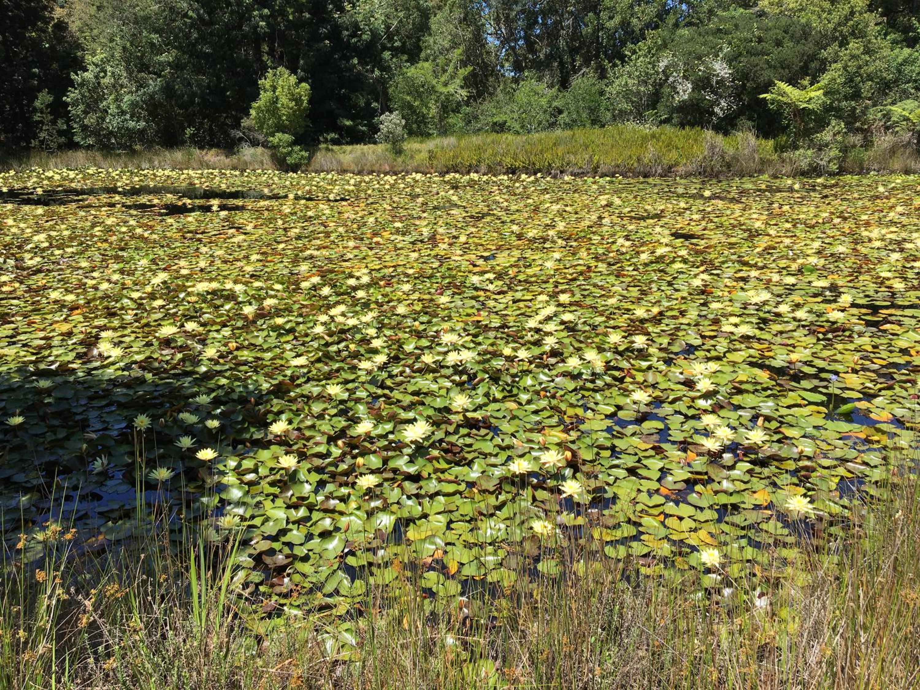 Lily Pond Country Lodge
