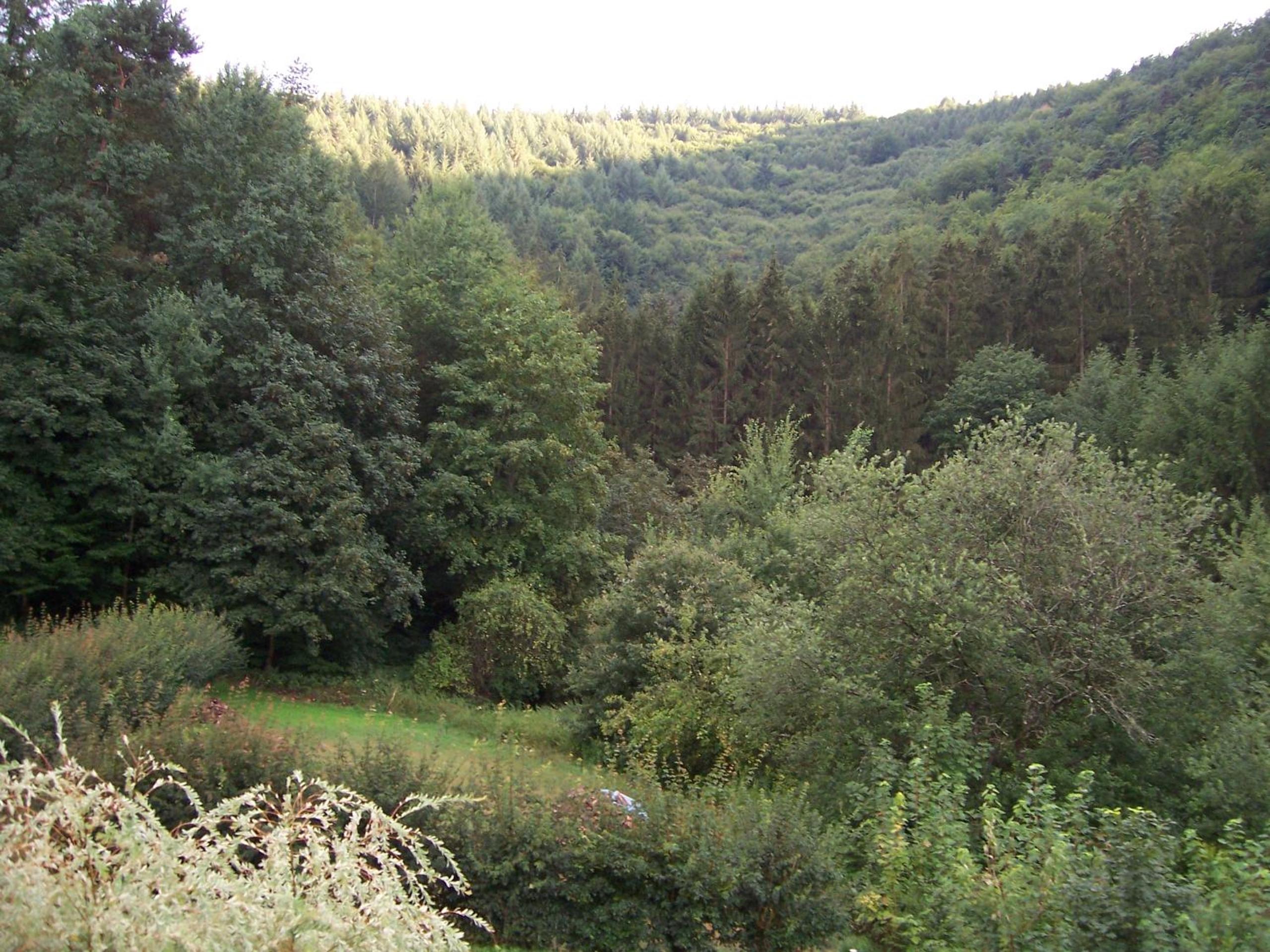 Photo 11