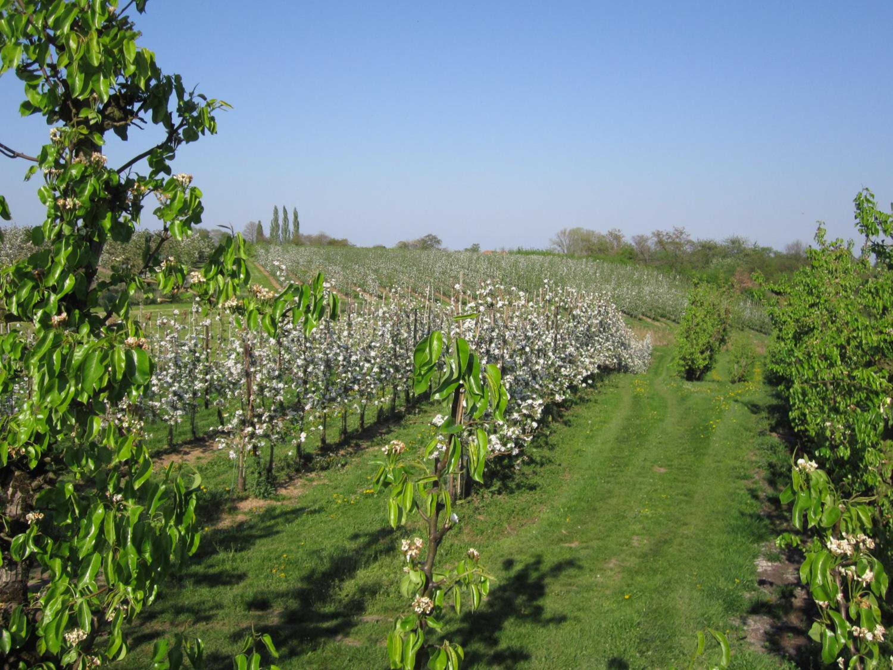 Photo 41