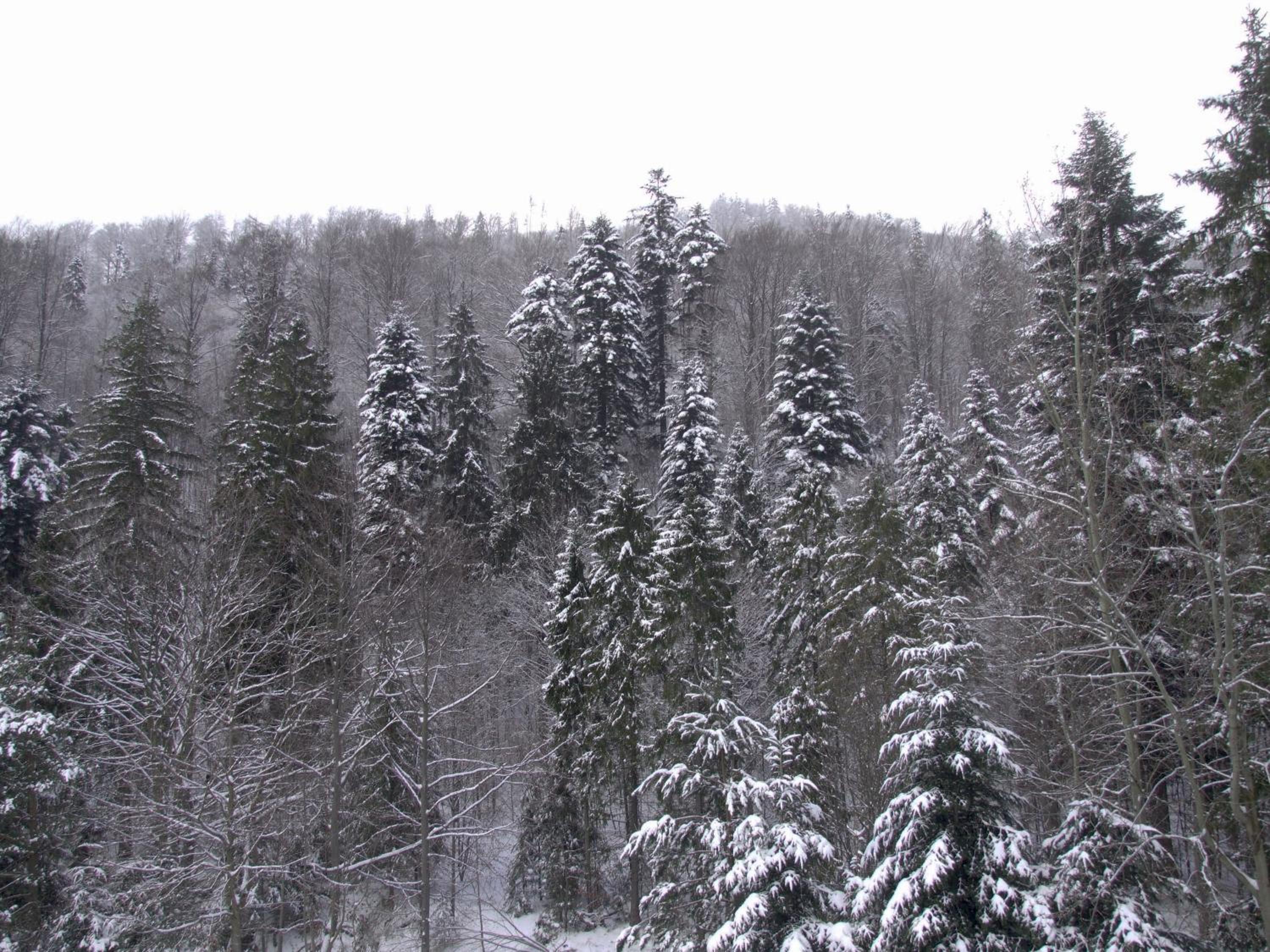 Photo 45