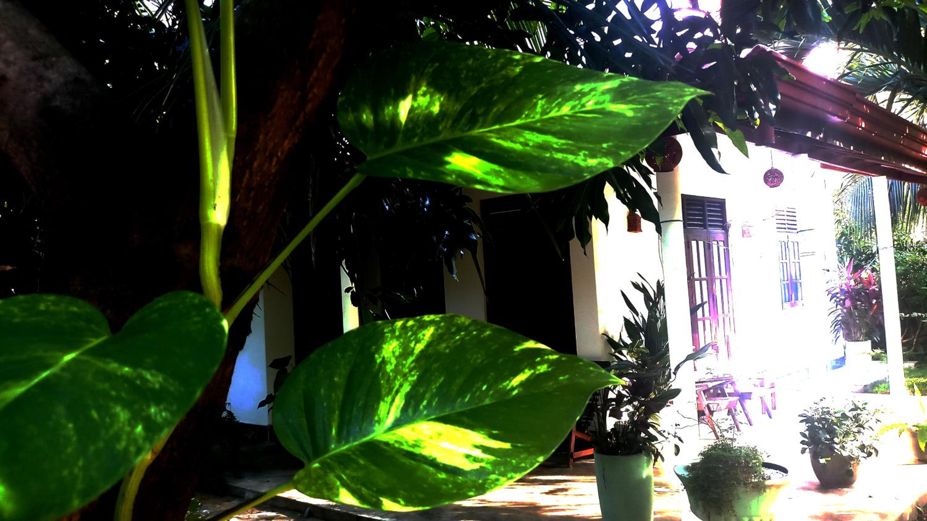 Eagle Homestay