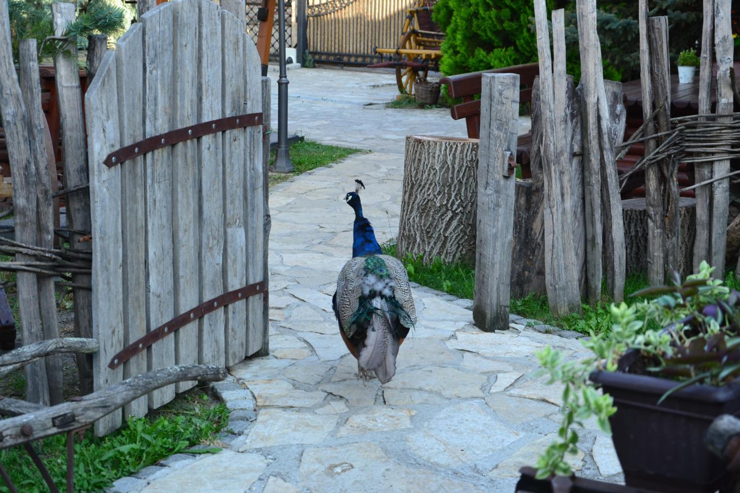 Photo 107
