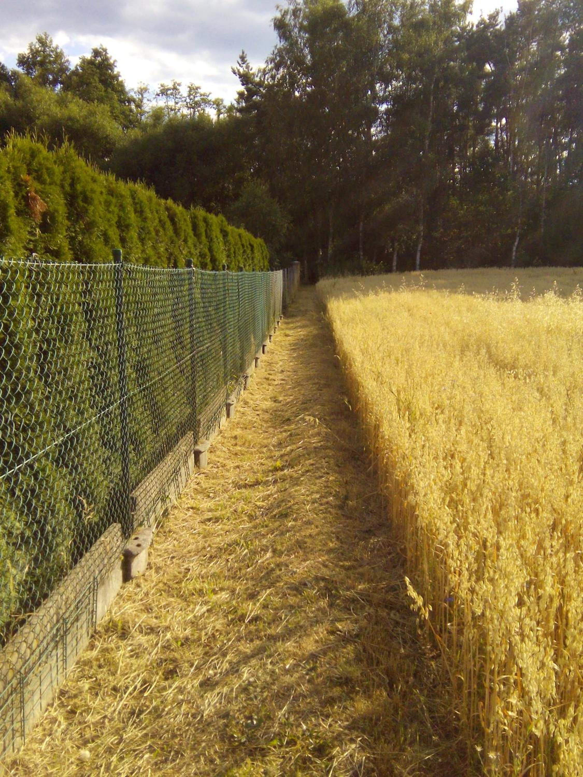 Photo 40