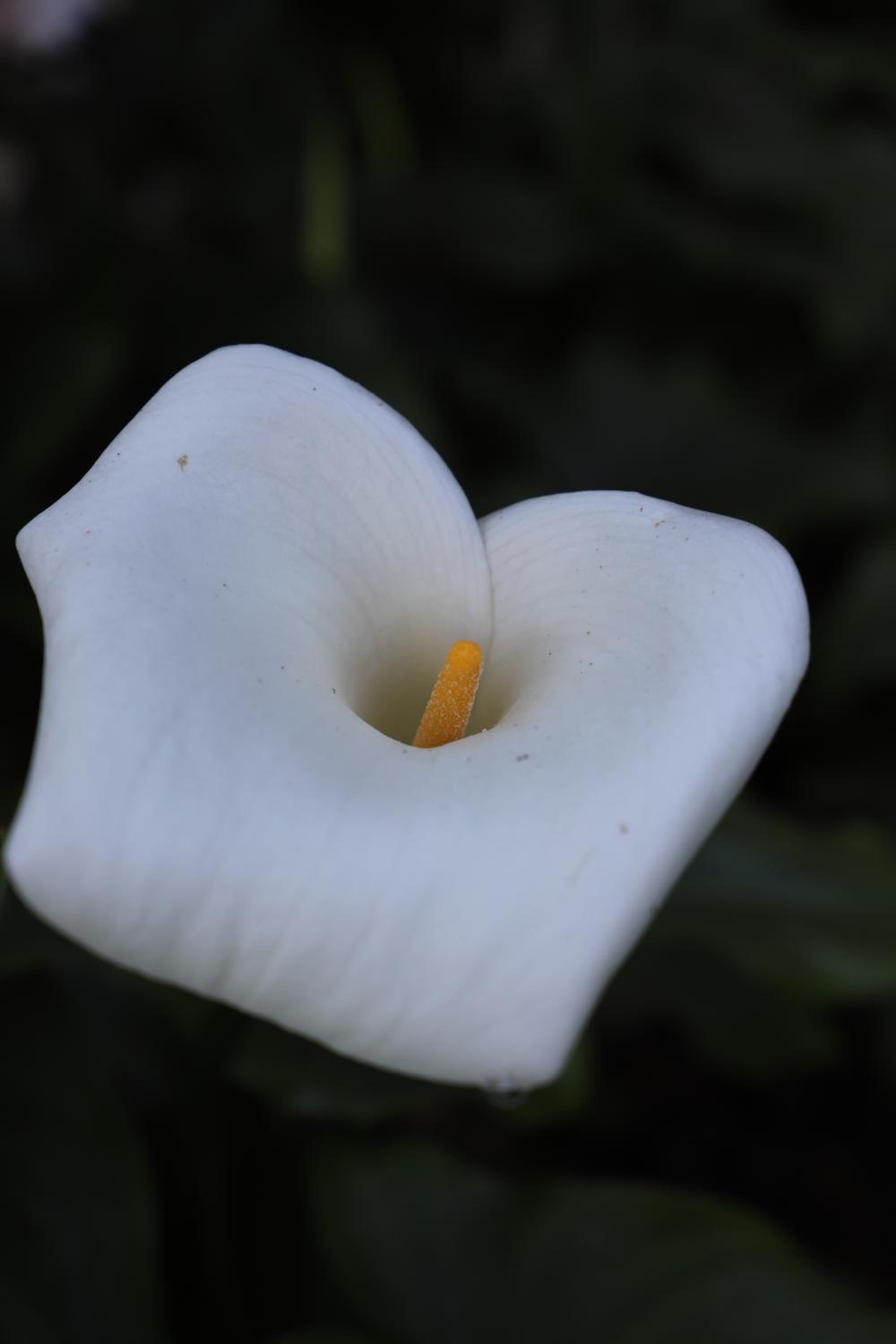 Photo 37