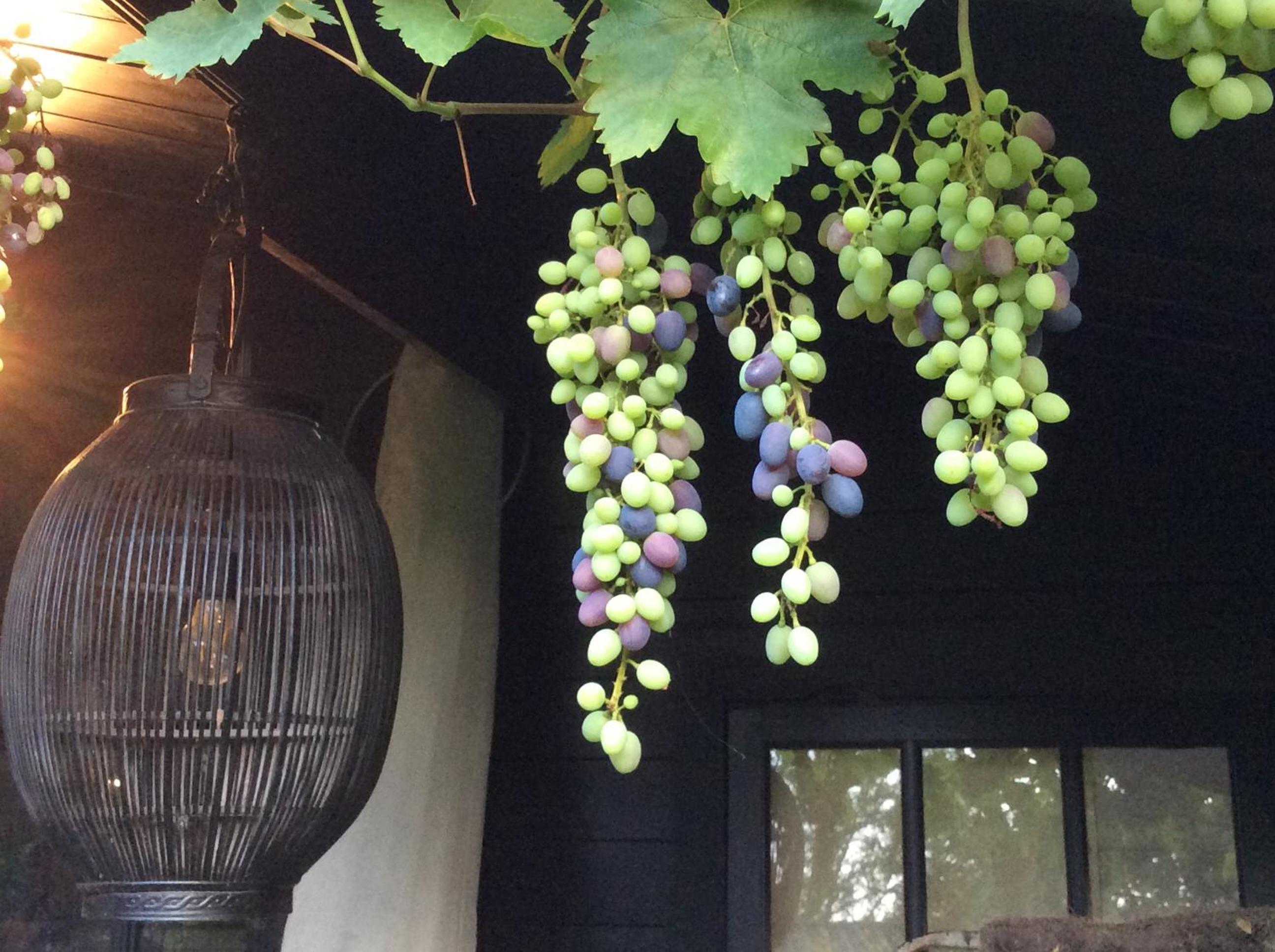 De Tuinkamer, Charme Logie & Table d’Hote