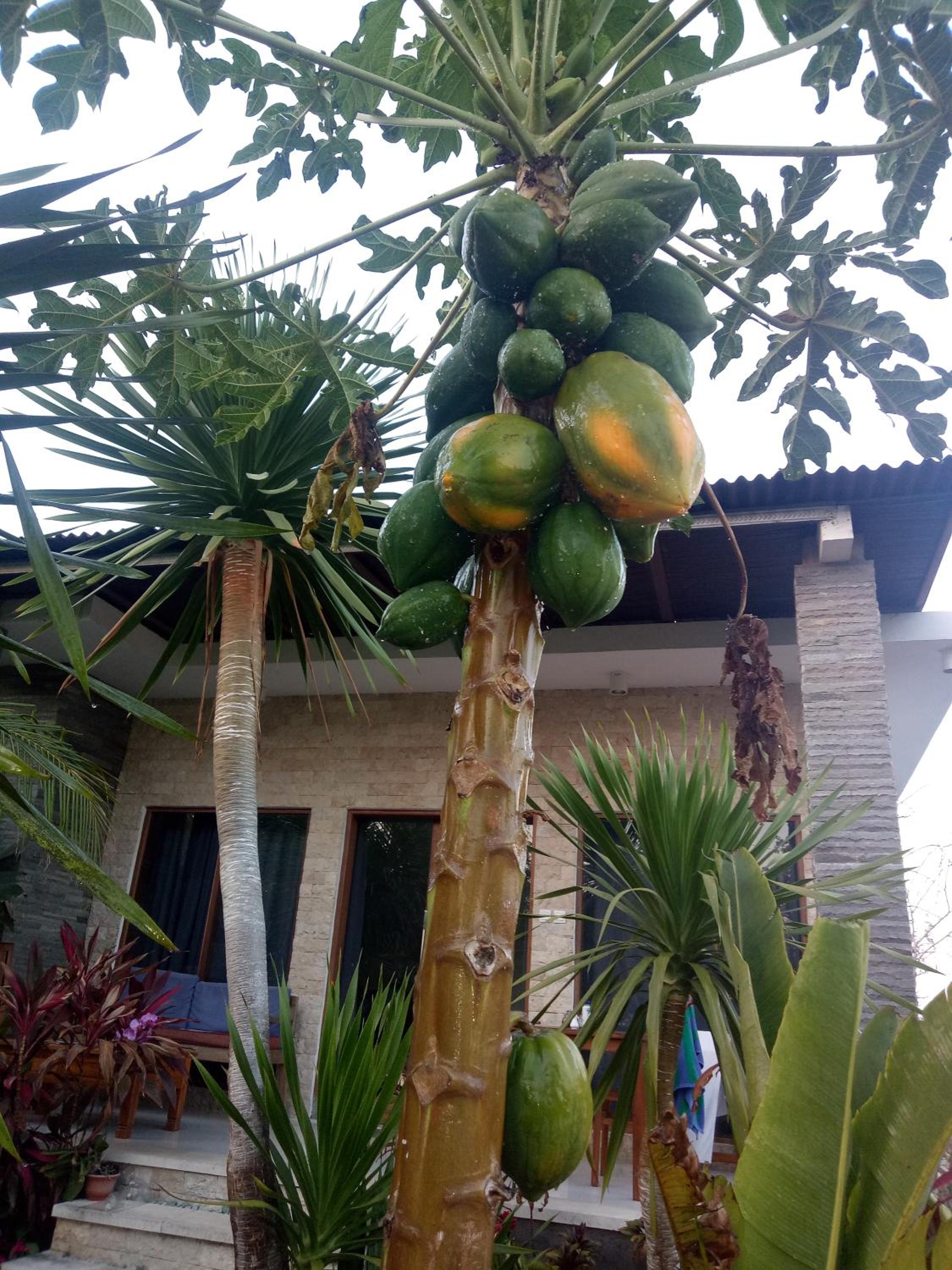 Pier26 Bali Homestay
