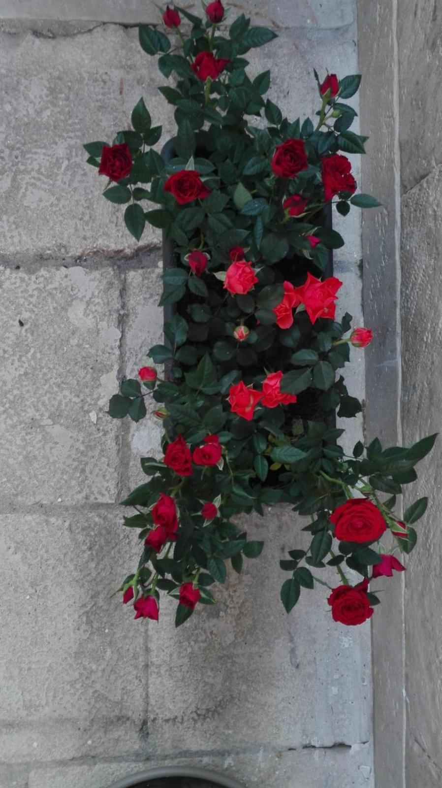 Only for two Giumbabulla en Ragusa — other