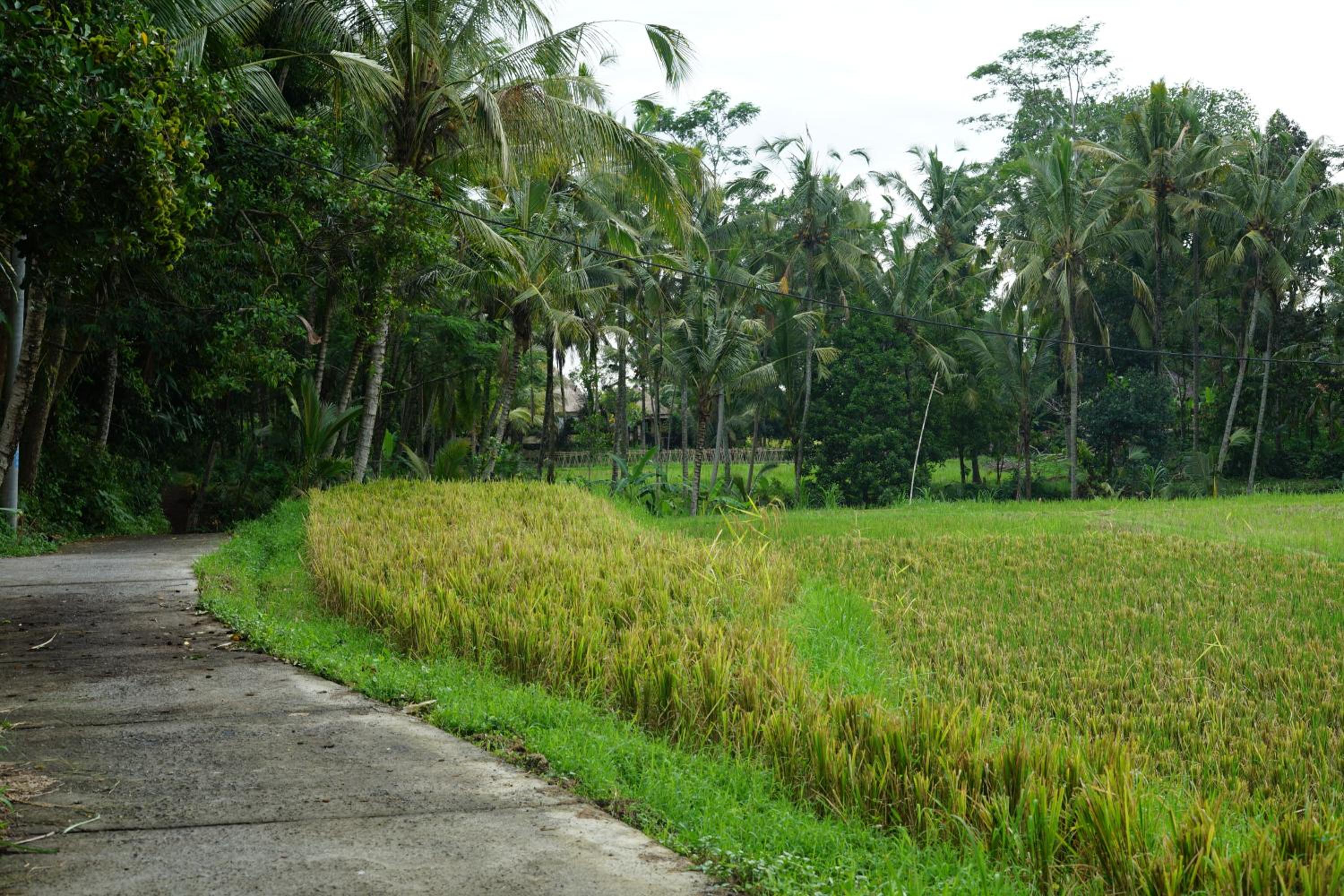 Photo 43
