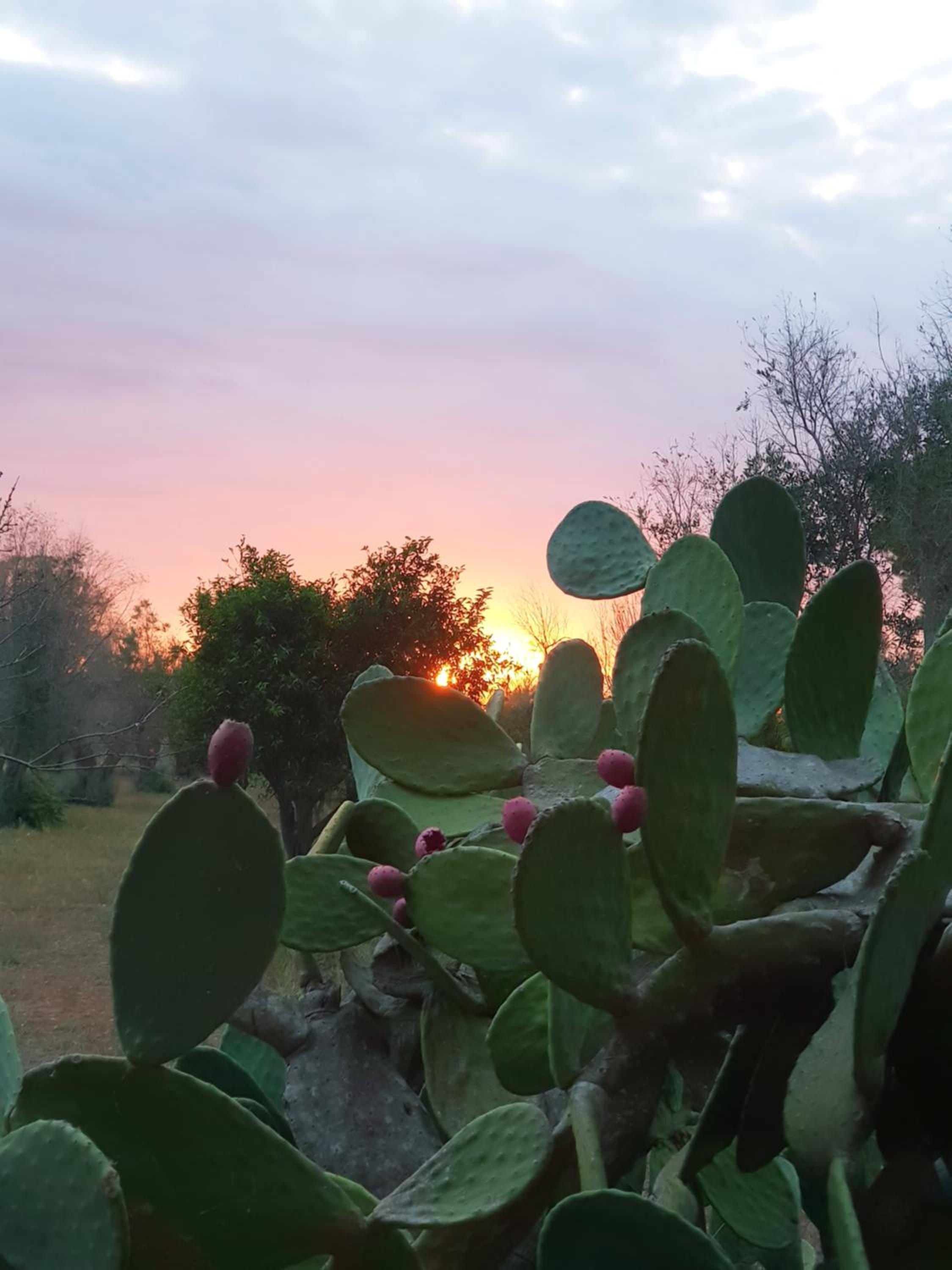 Tenuta Doxi