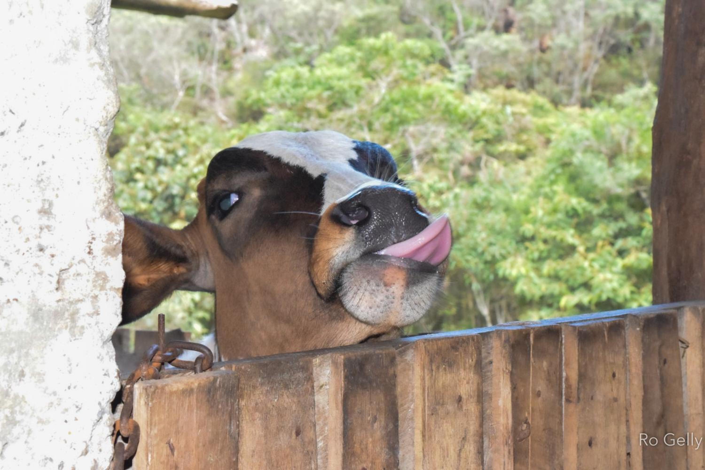 Rancho Pedra do Picú