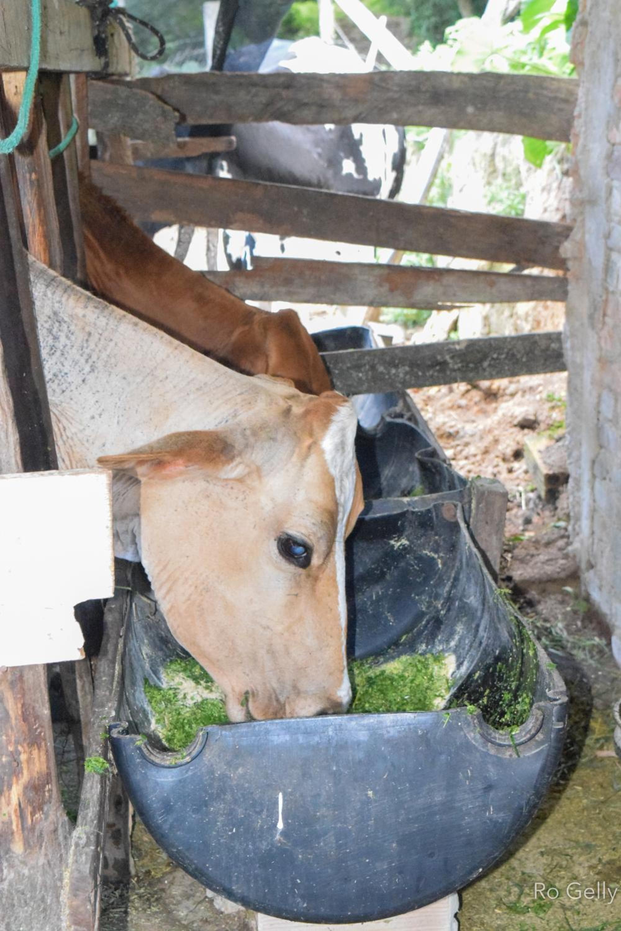 Rancho Pedra do Picú