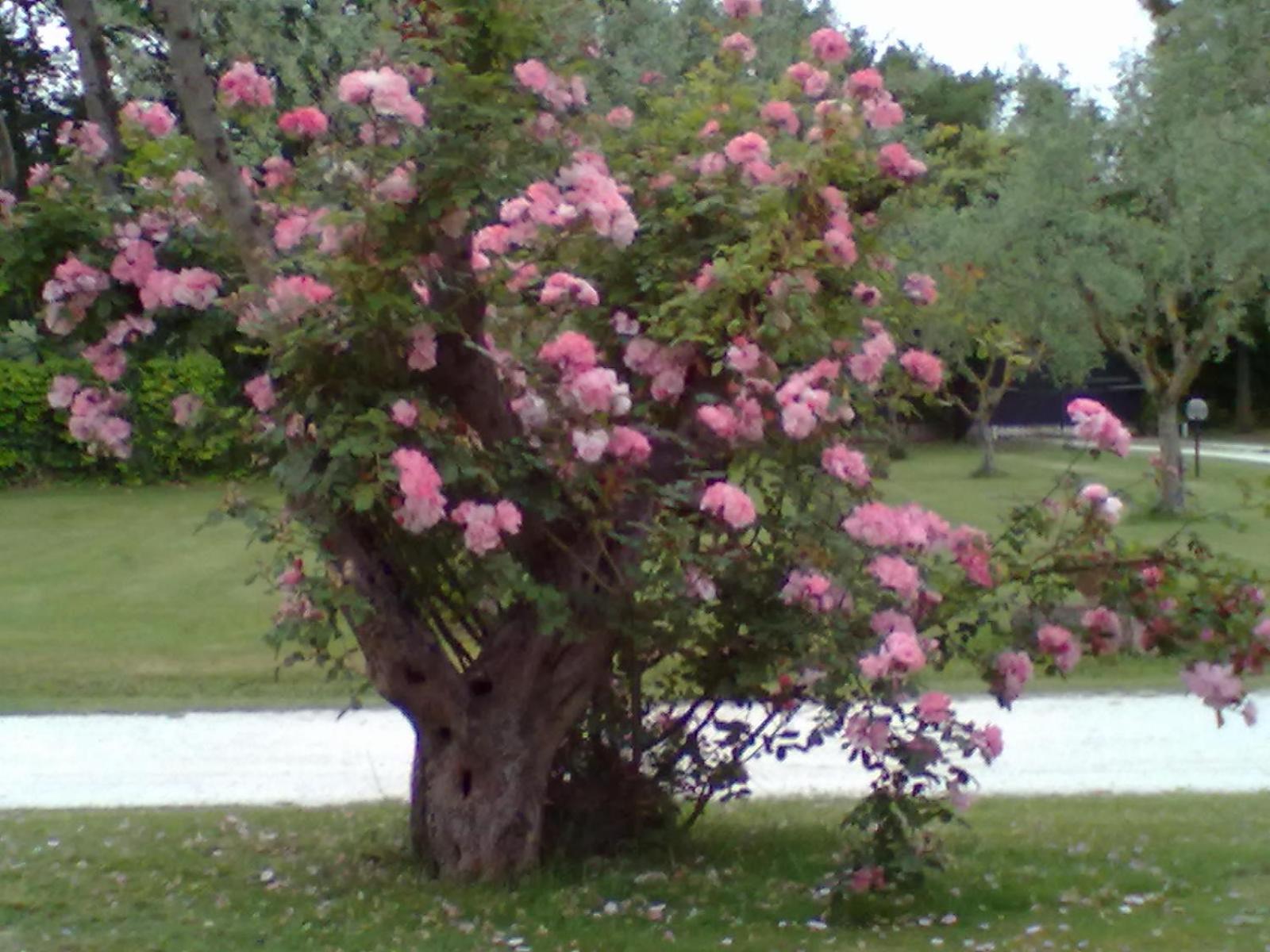 Photo 44