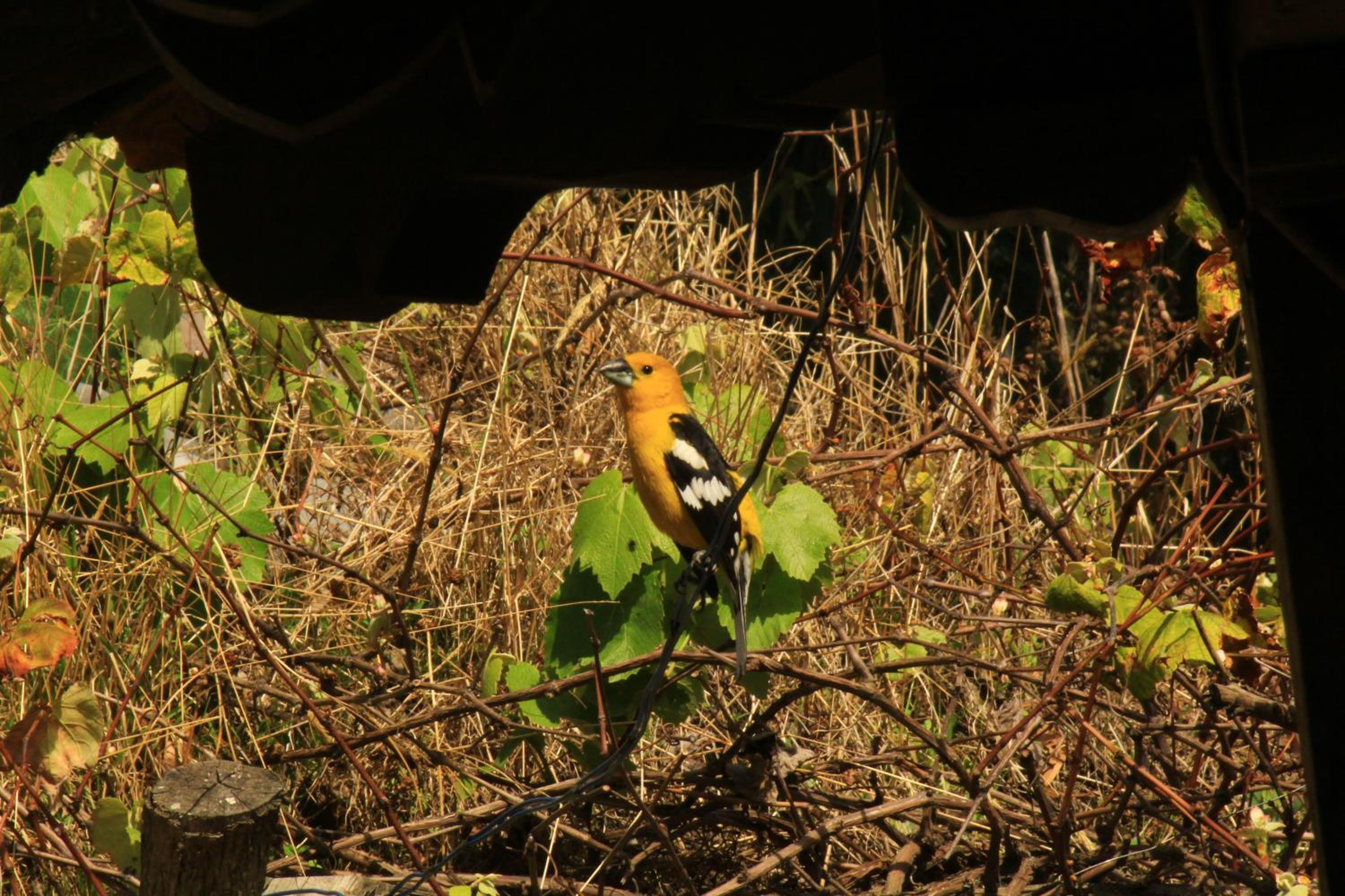 Photo 48