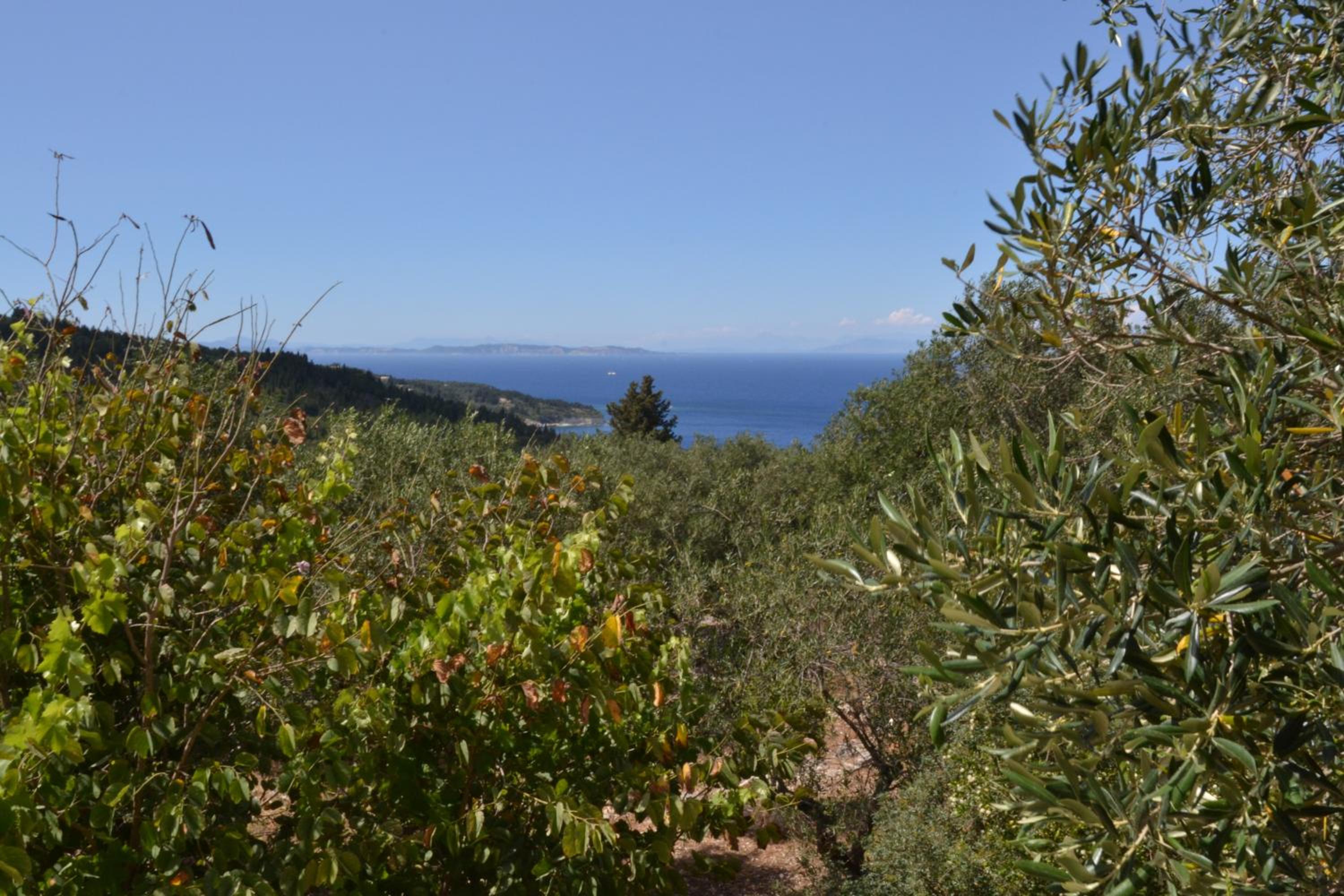 Photo 44