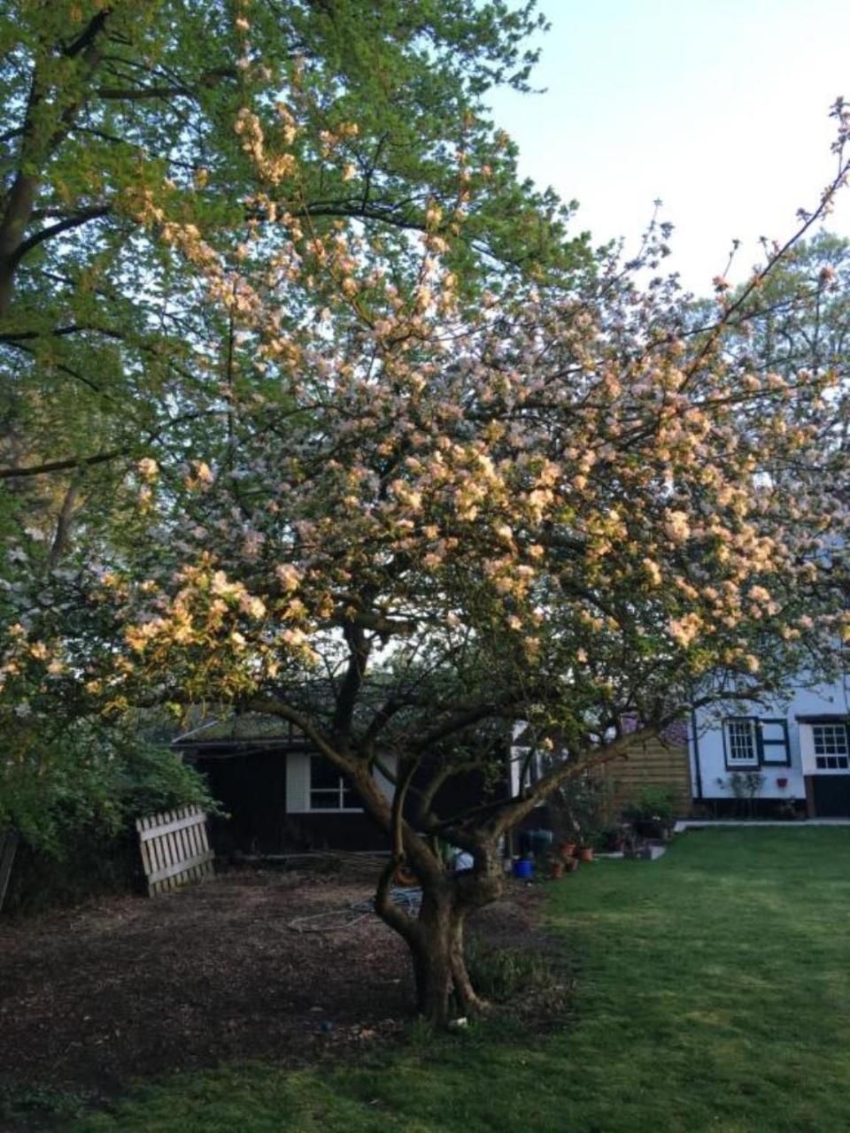 Rose House B&B