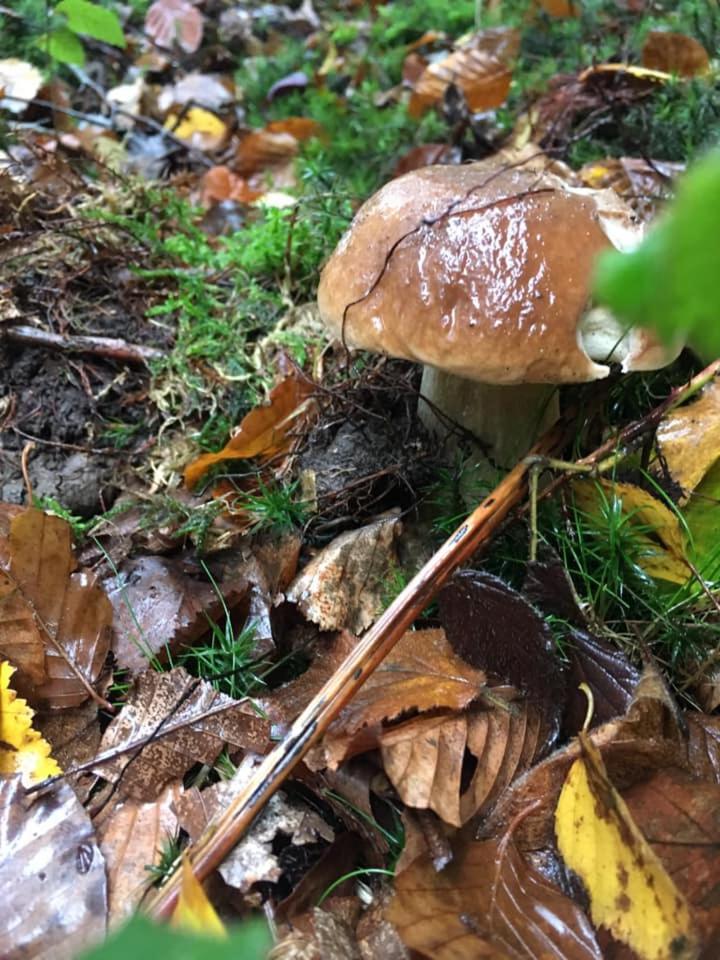 Gite La Petite Beurrerie des Ardennes