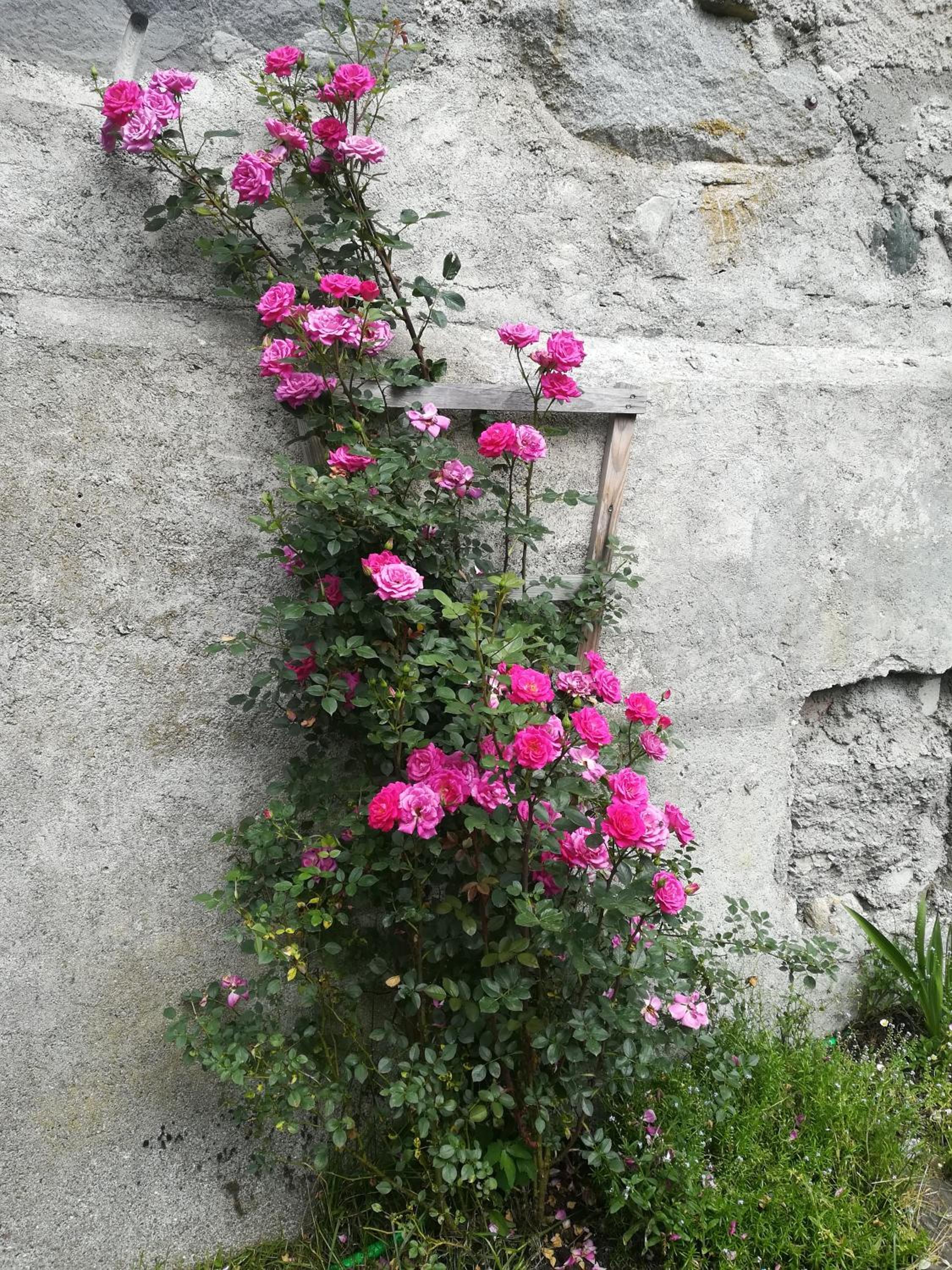 Mühlnerhof Familie Gruber