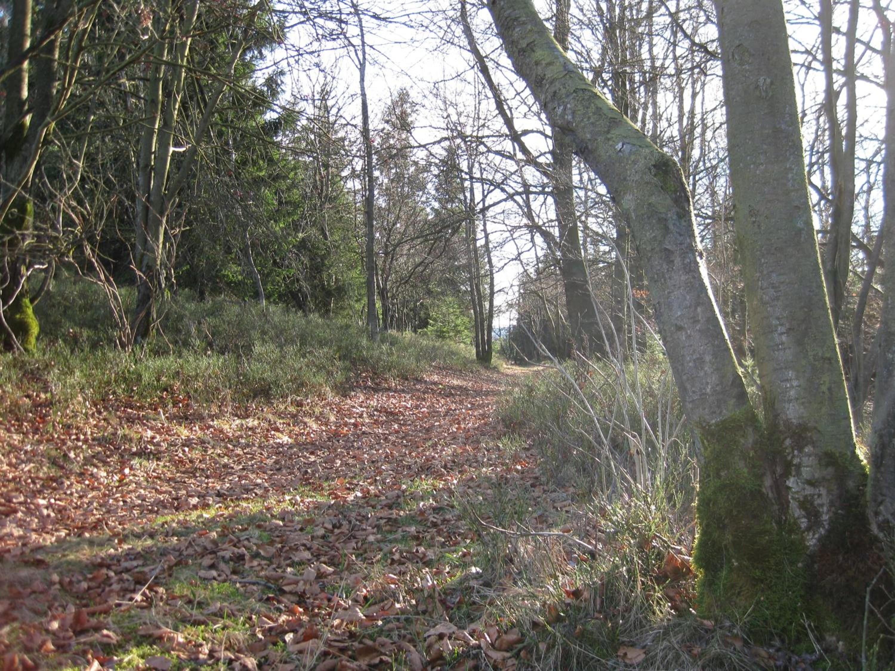 Photo 13