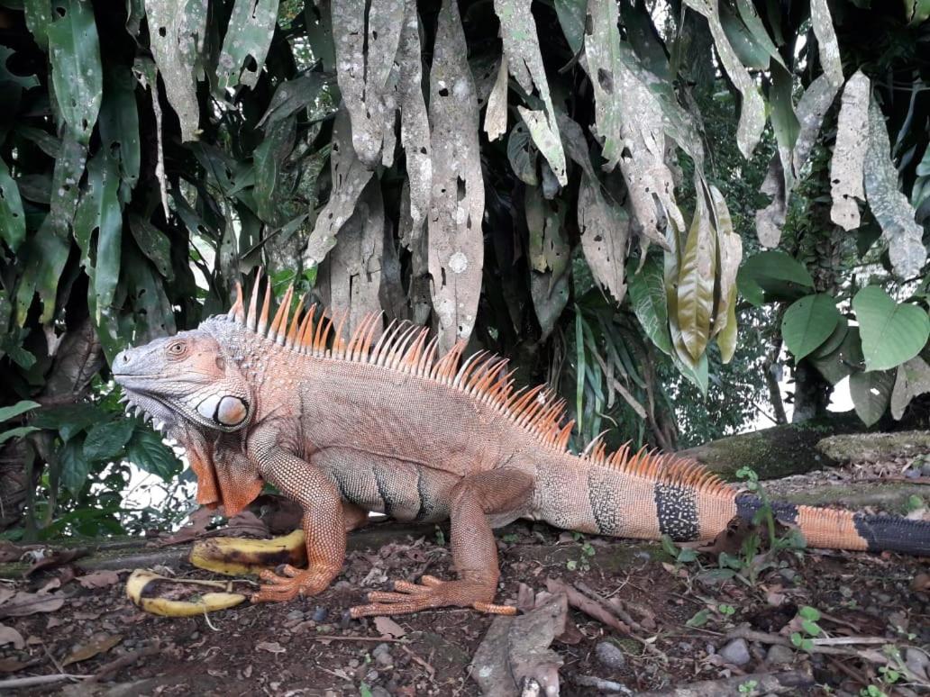Iguanitas Lodge