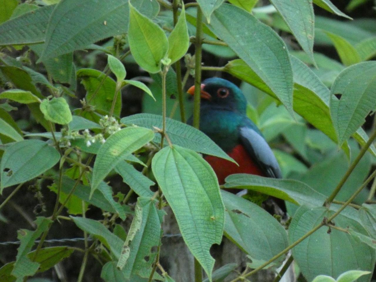 Iguanitas Lodge