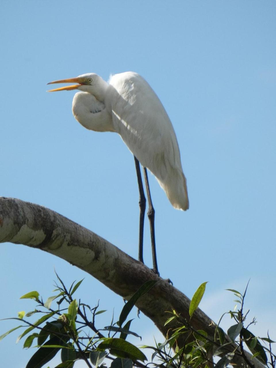 Iguanitas Lodge