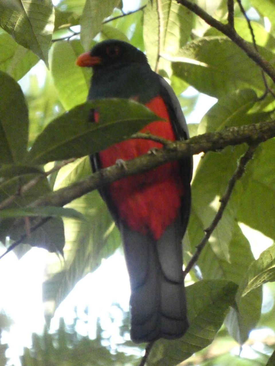 Iguanitas Lodge