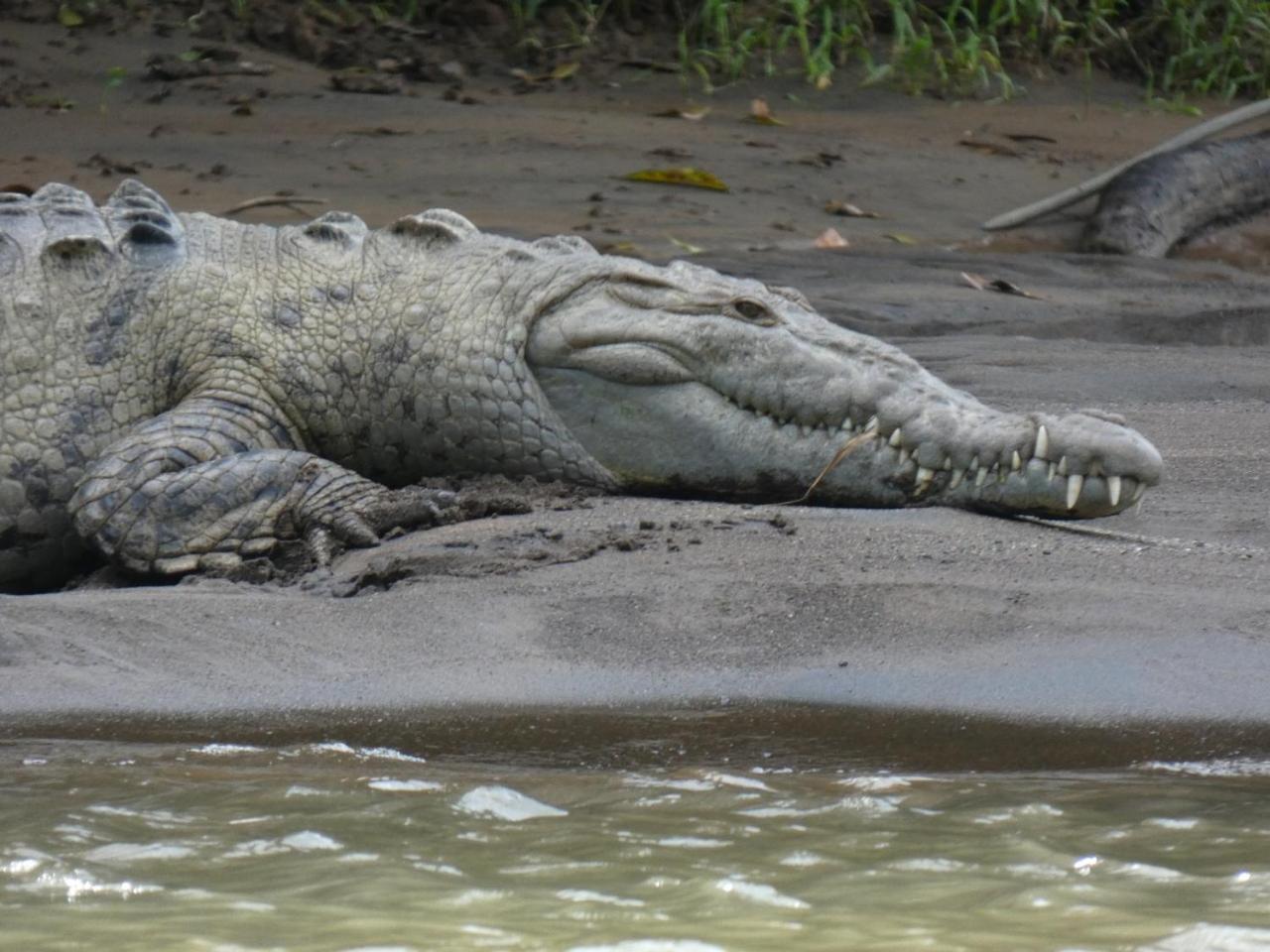 Iguanitas Lodge