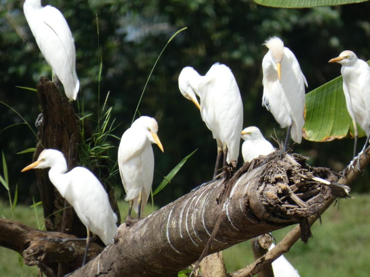 Iguanitas Lodge