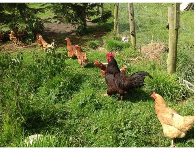 Bradridge Farm