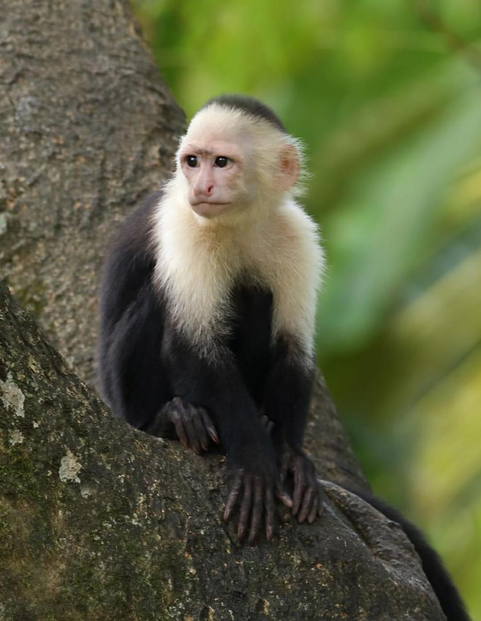 Four Monkeys Eco Lodge Jungle & Beach - The House