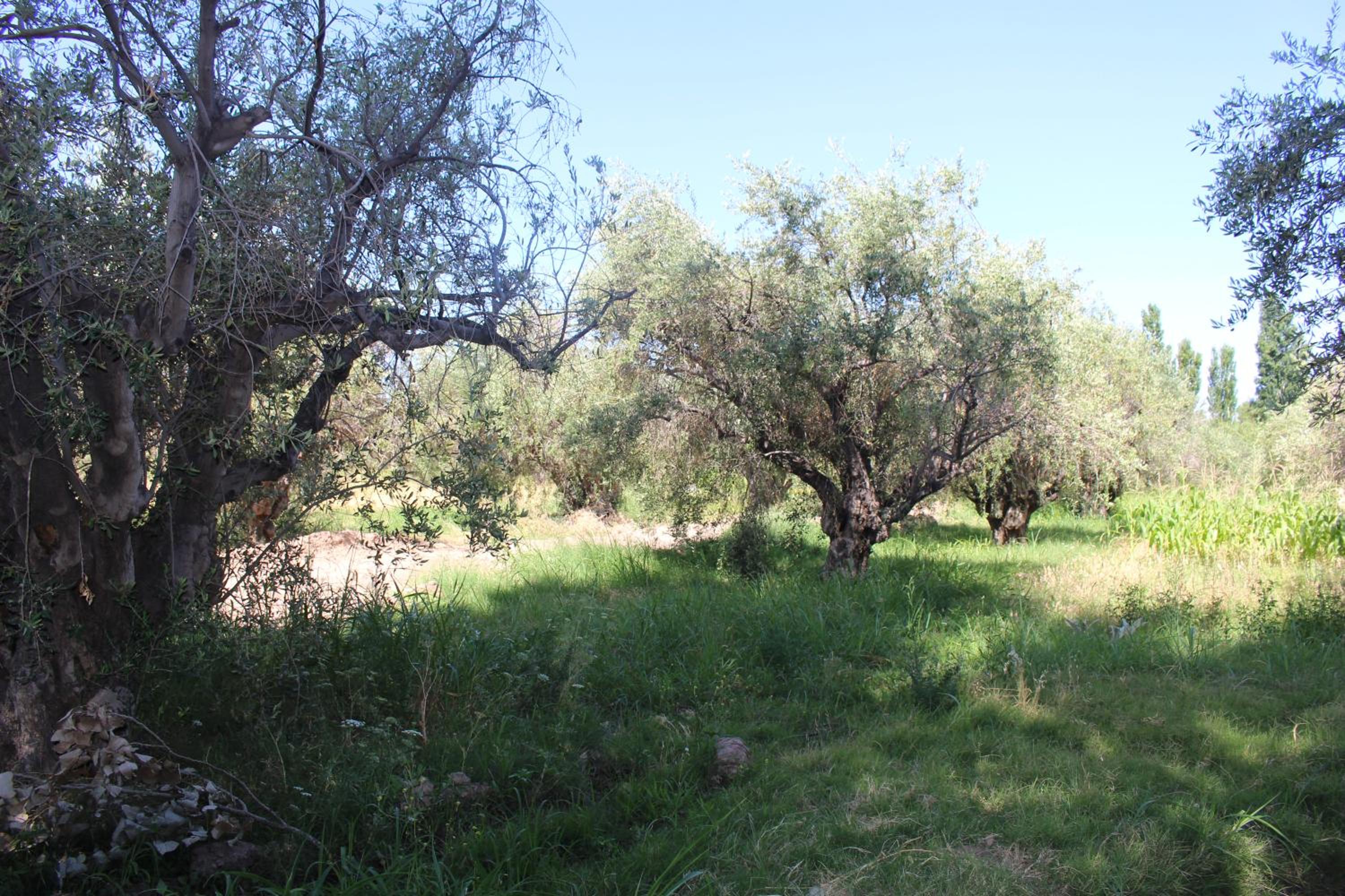 Cabaña en Olivar Centenario Agroecológico Tutuna