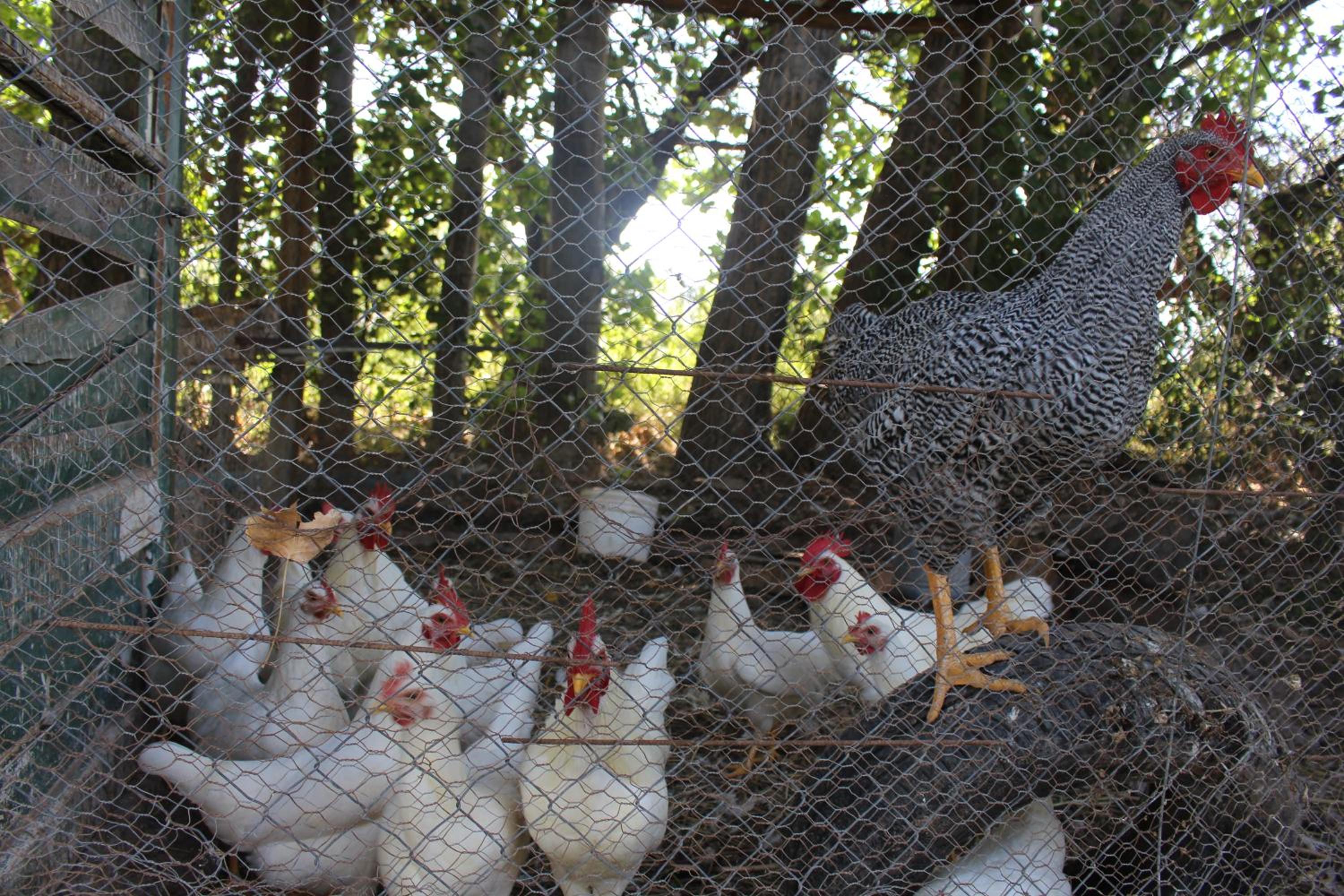 Cabaña en Olivar Centenario Agroecológico Tutuna